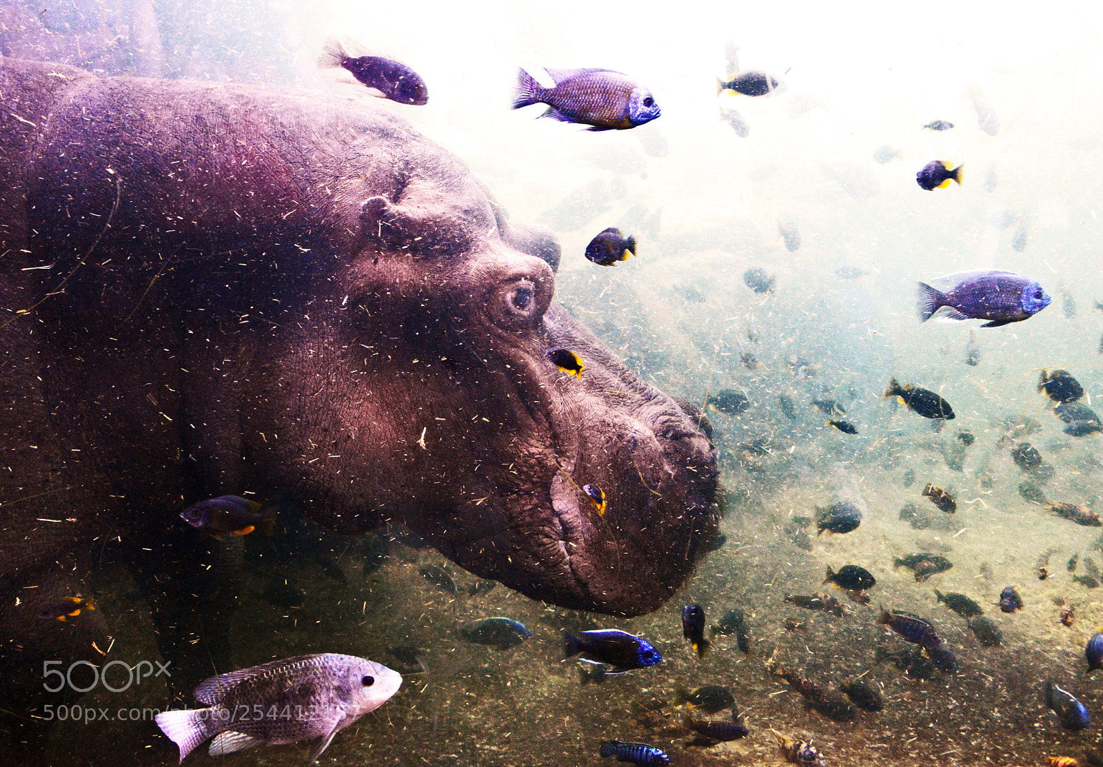 Nikon D800 sample photo. Hippo photography