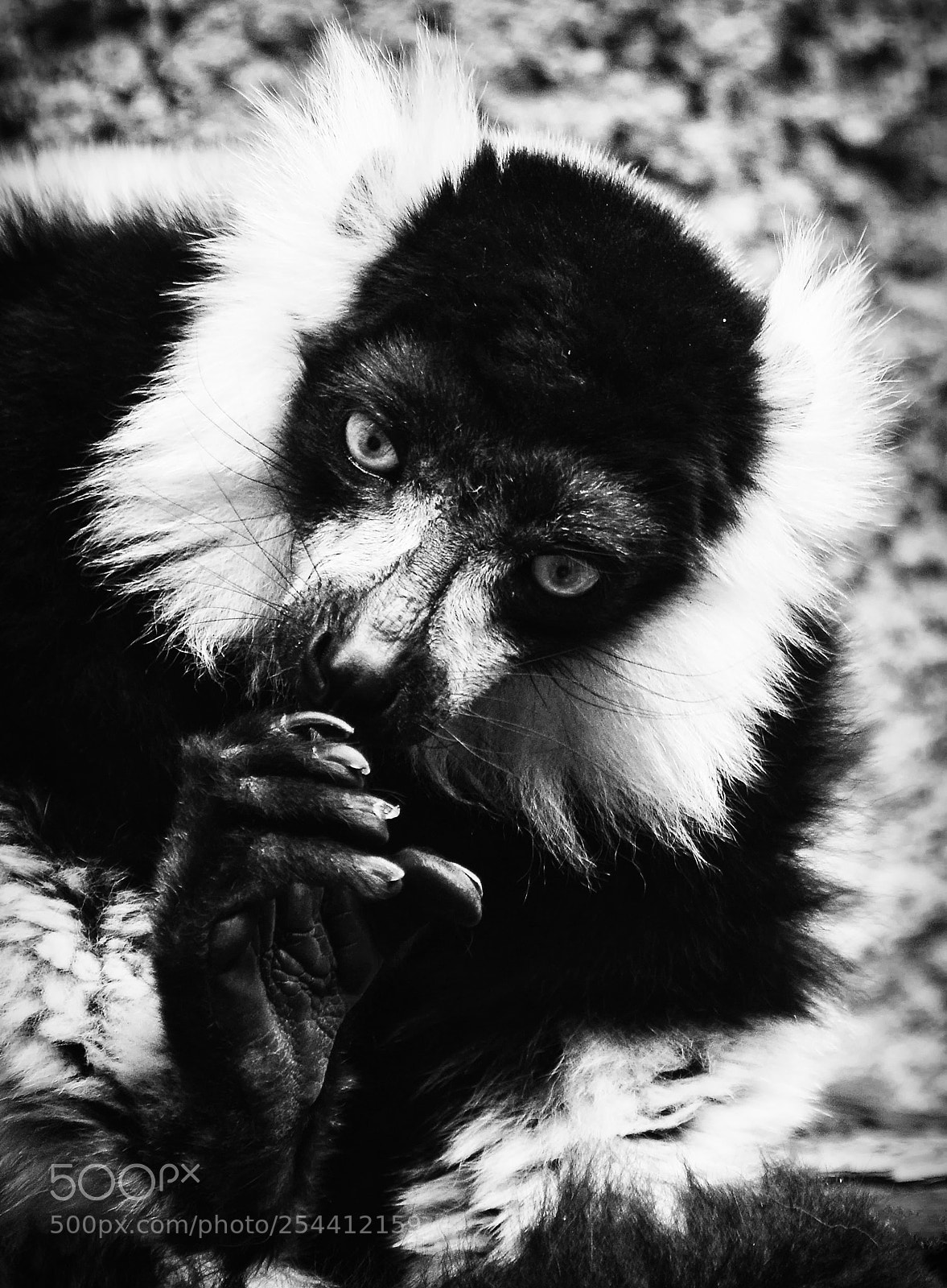 Nikon D800 sample photo. Female mongoose lemur eulemur photography
