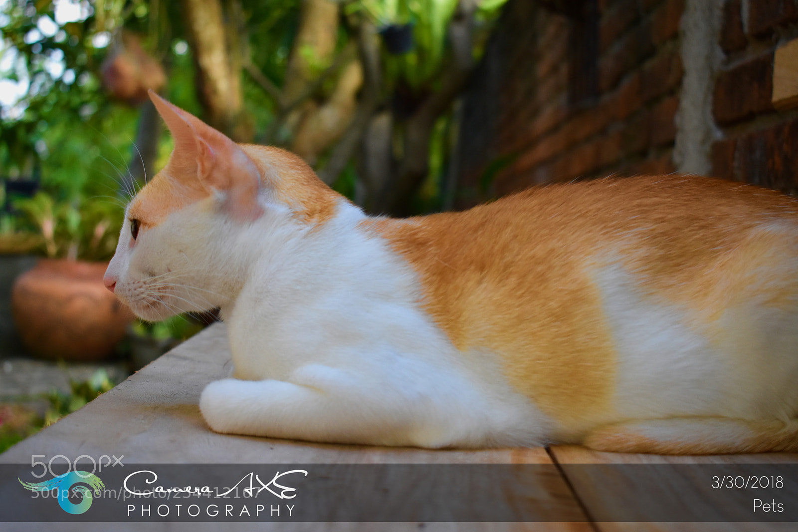 Nikon D3400 sample photo. Cat photography