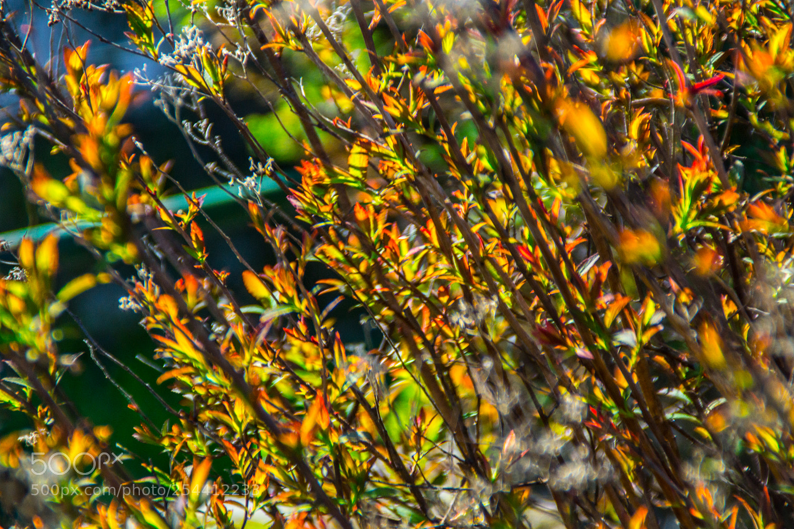 Sony a5100 sample photo. Walking on dorga photography