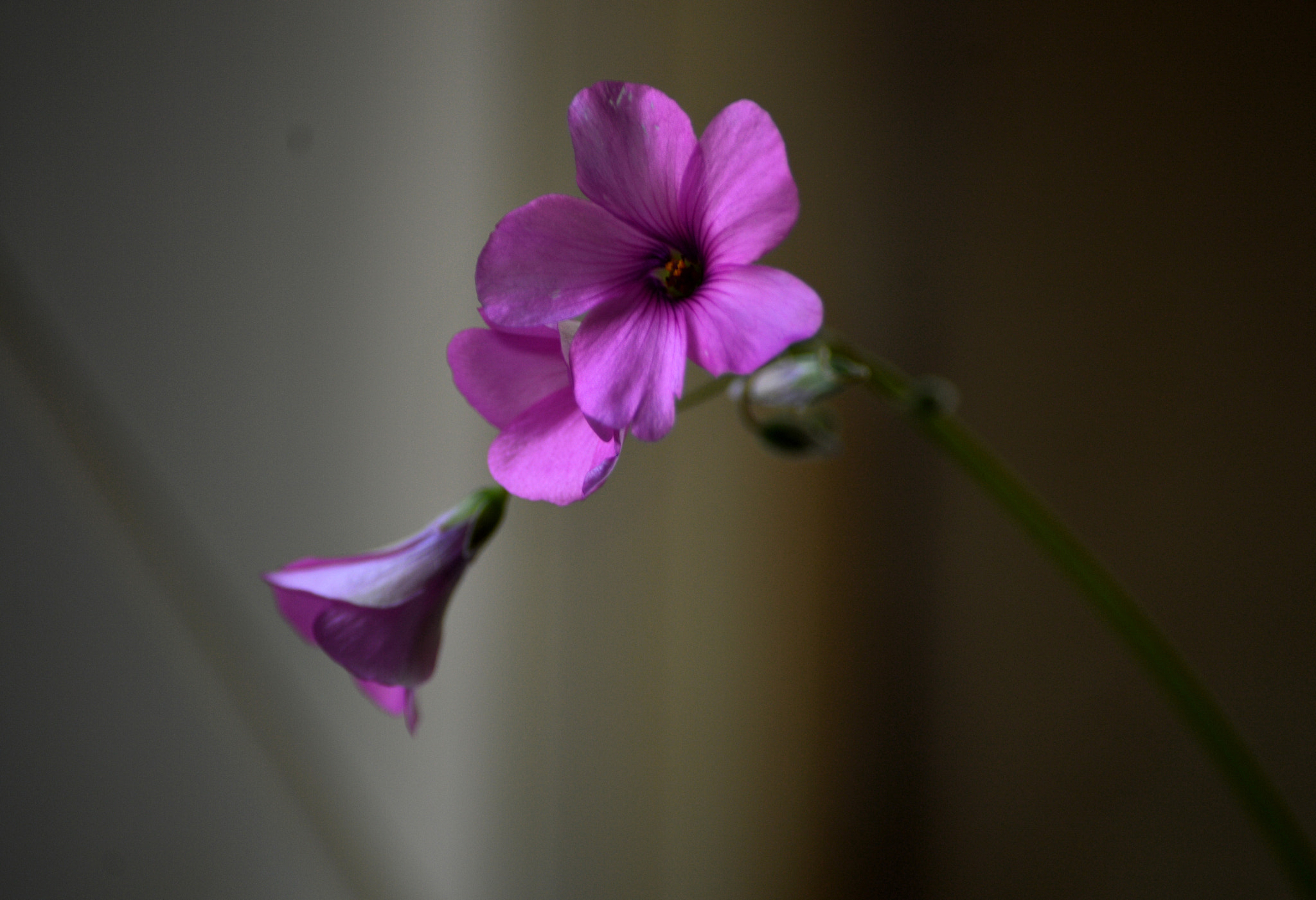 Nikon D3200 sample photo. Wildflowers photography