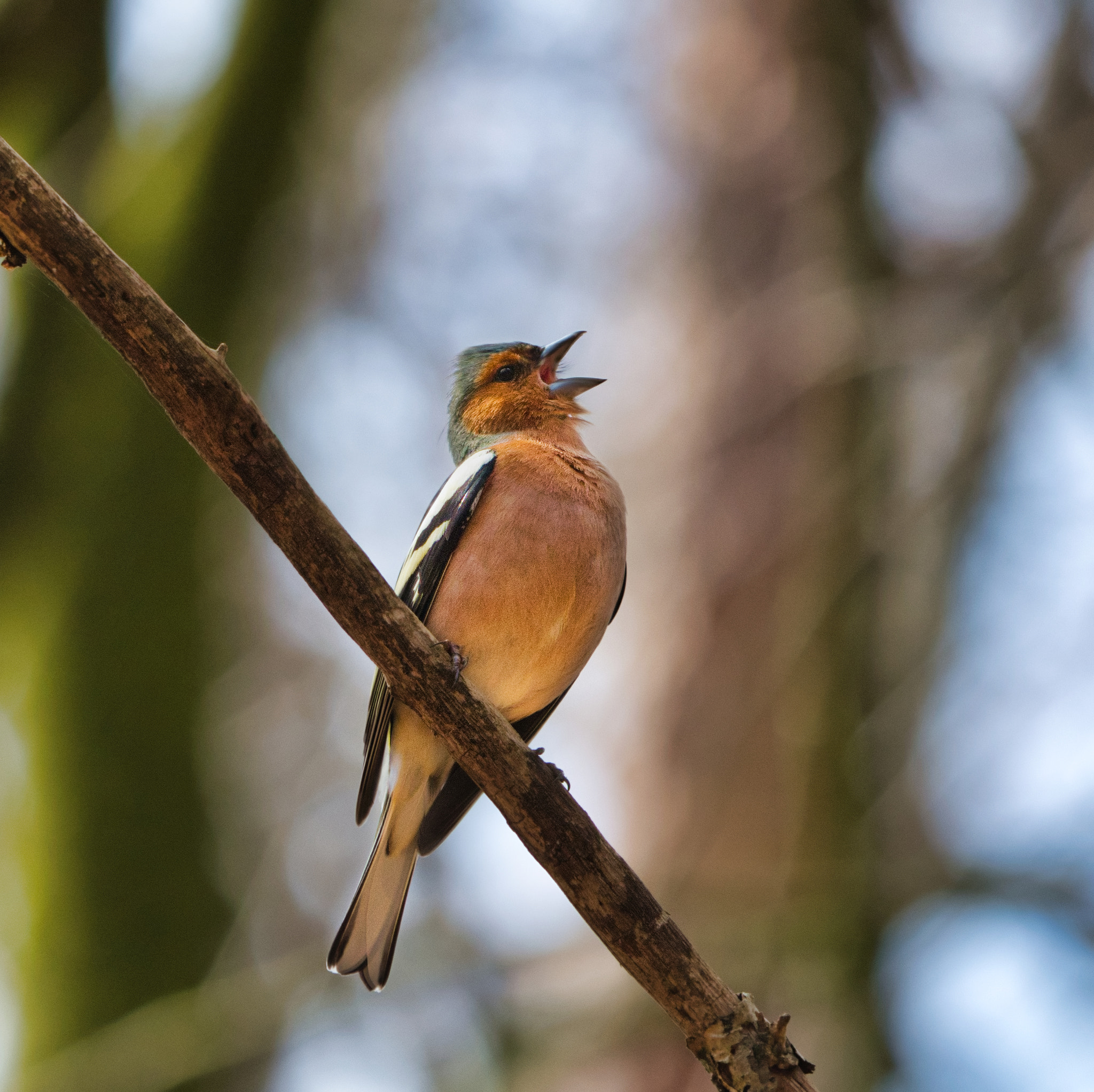 Nikon D7100 + Sigma 150-600mm F5-6.3 DG OS HSM | C sample photo. Singing his lungs out photography