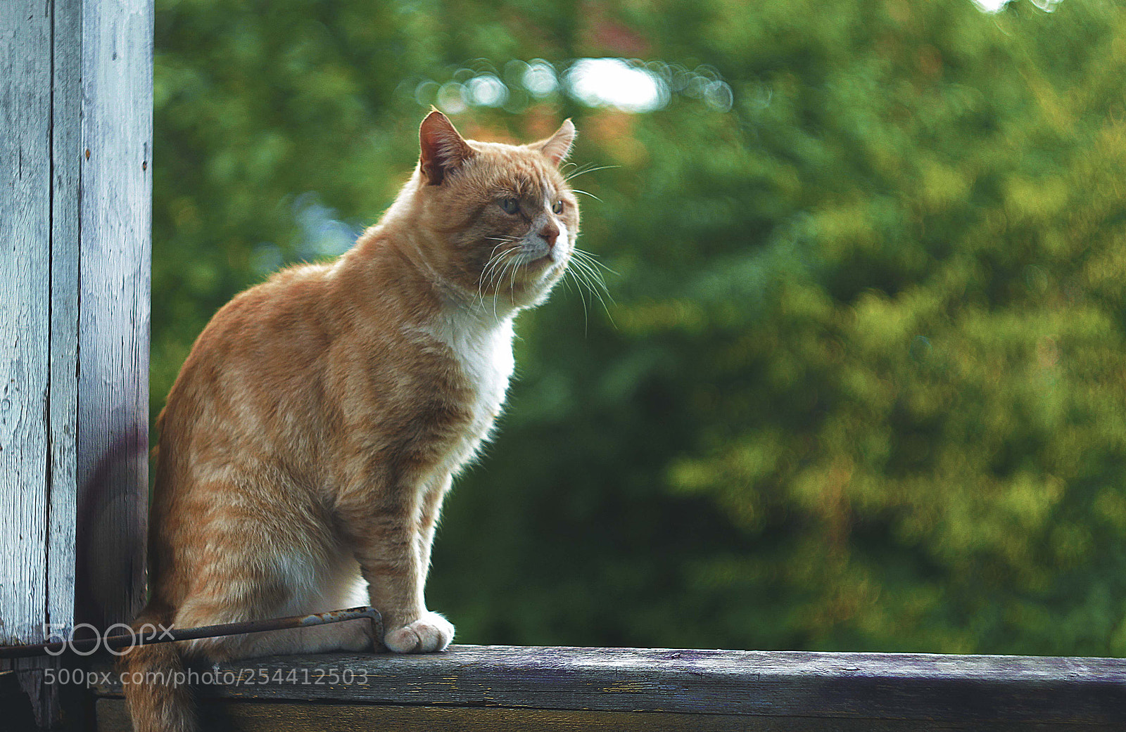 Canon EOS 60D sample photo. Red cat photography