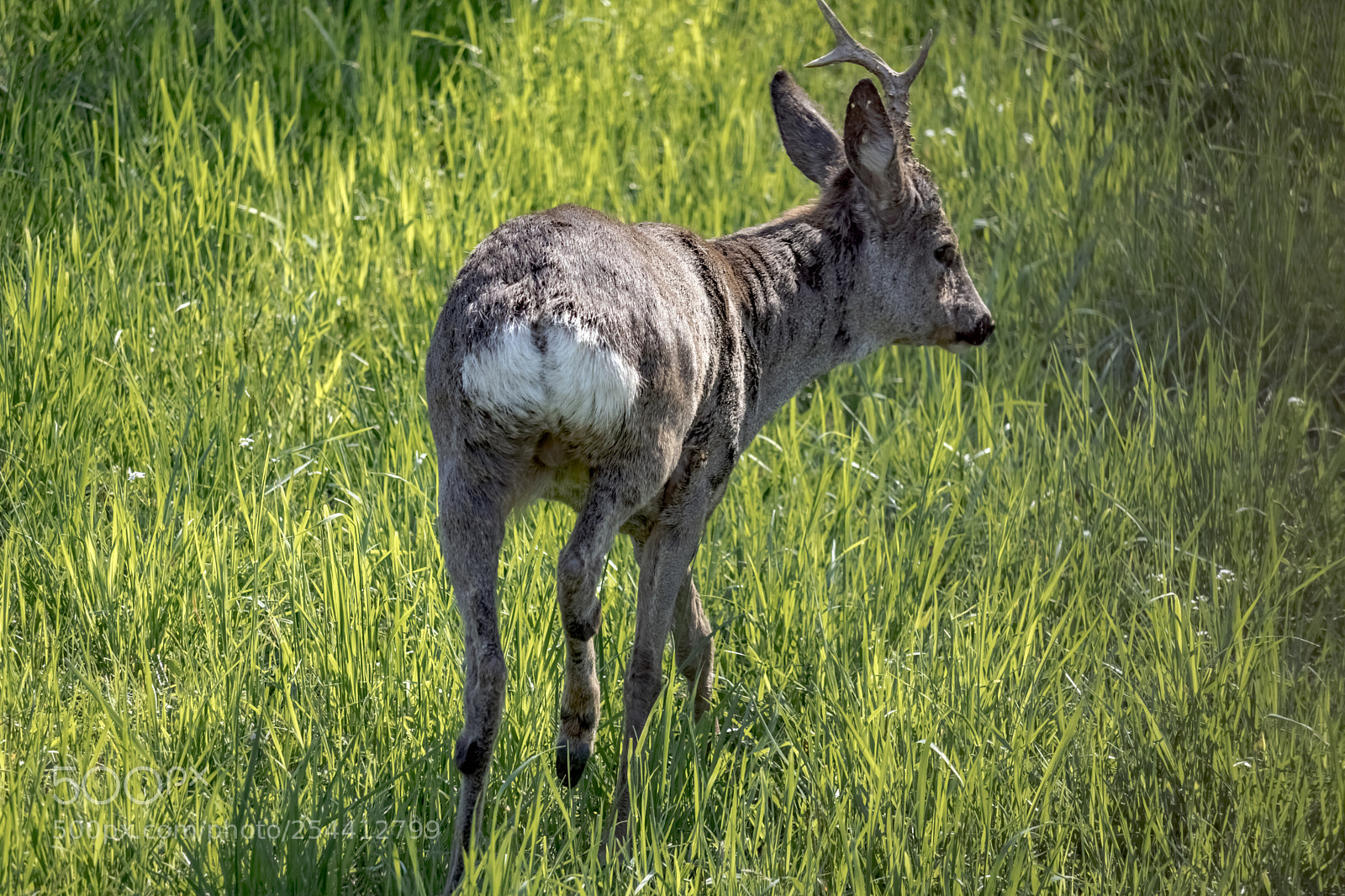 Canon EOS 80D sample photo. An unexpected encounter photography