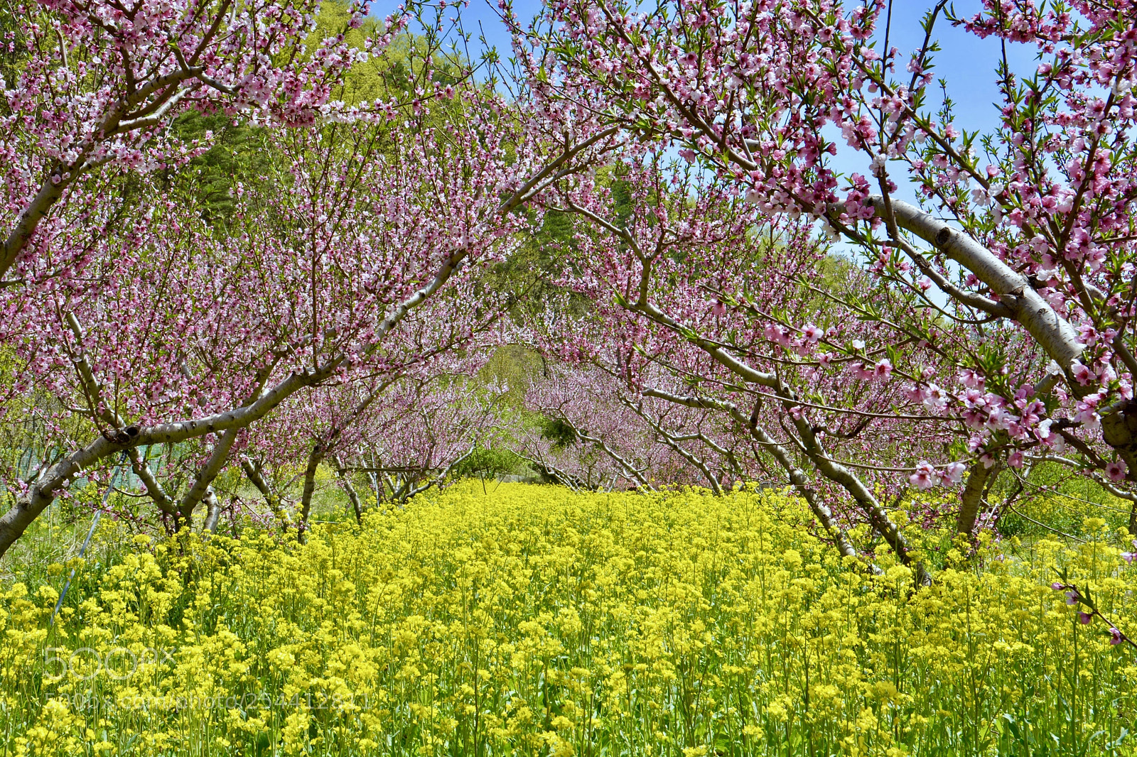 Nikon D5200 sample photo. Spring has come !! photography