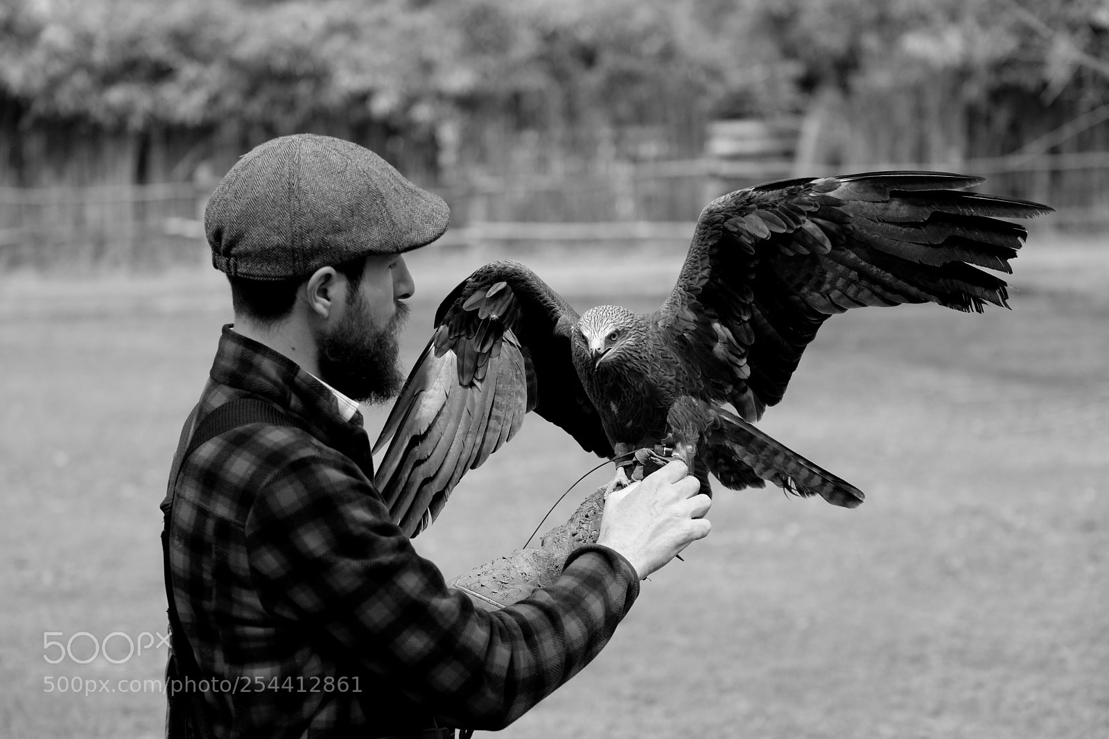 Fujifilm X-T2 sample photo. Classic falconry photography