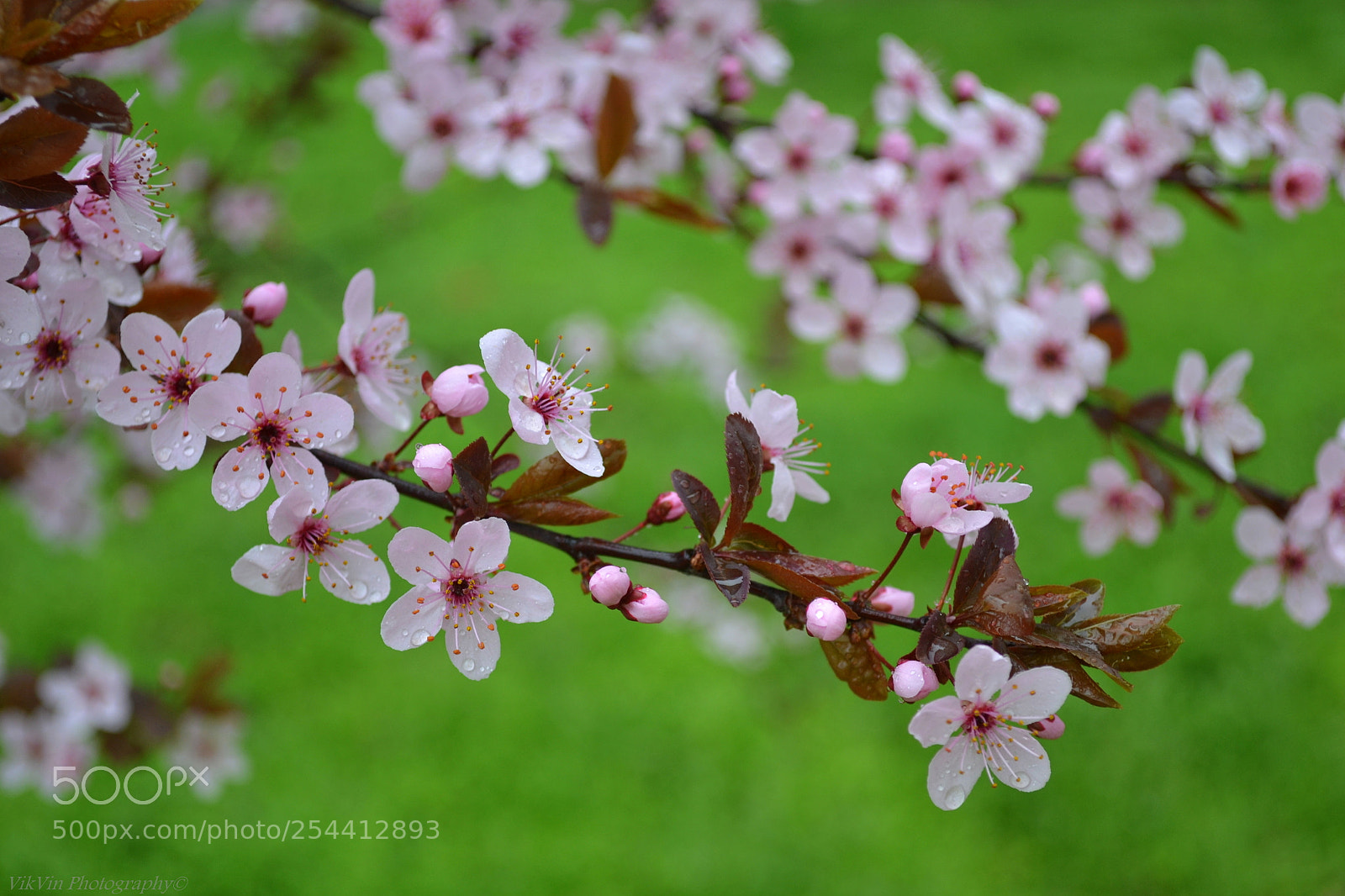 Nikon D3100 sample photo. Blooming sakura photography
