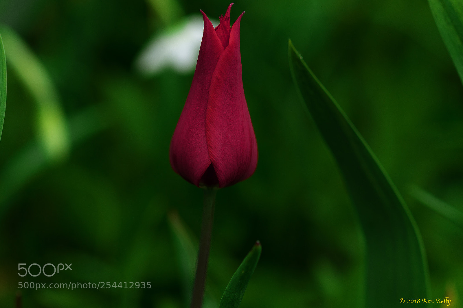 Canon EOS 7D Mark II sample photo. Red flower photography