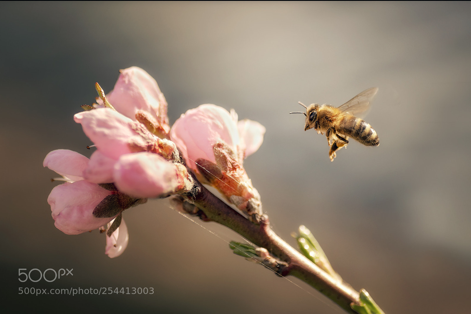 Nikon D7500 sample photo. Bee photography