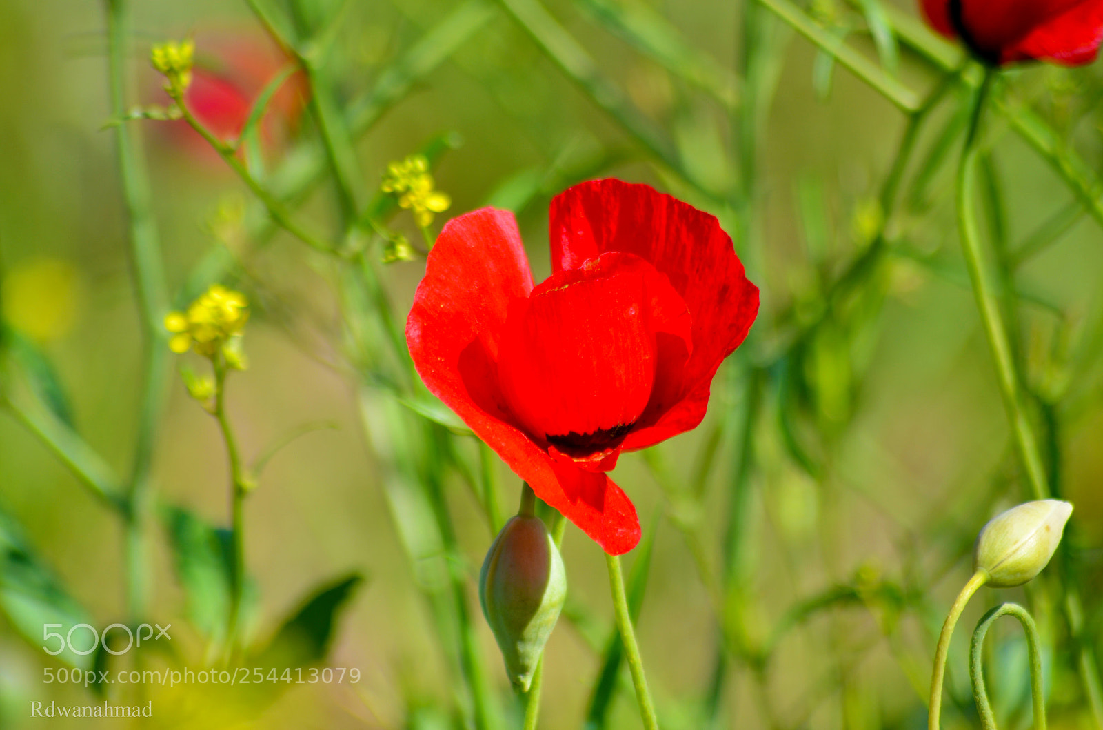 Nikon D7000 sample photo. Untitled photography