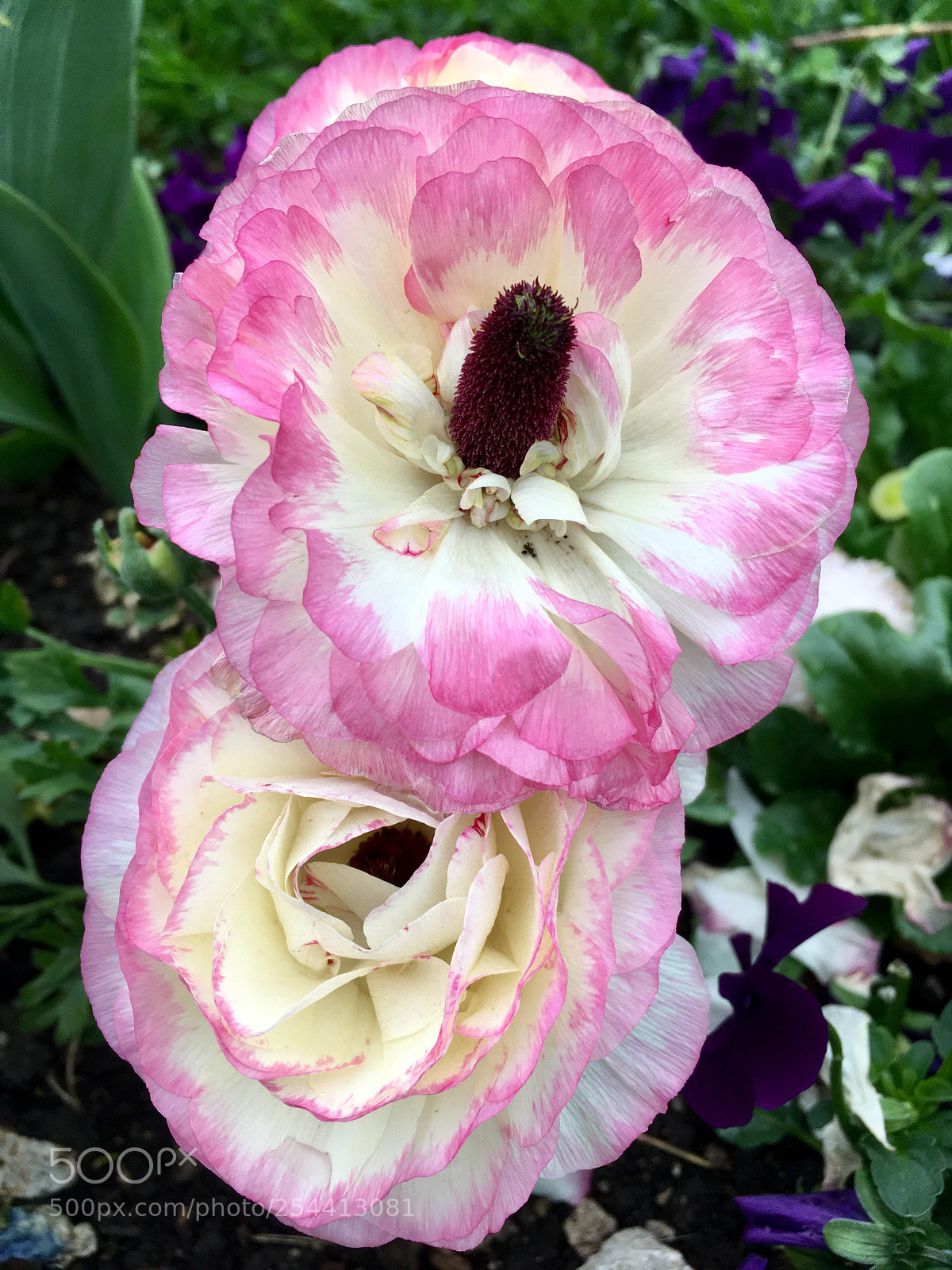 Apple iPhone SE sample photo. Rose flower photography
