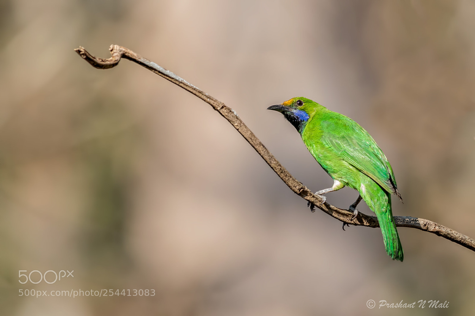 Canon EOS 5D Mark IV sample photo. Golden-fronted leafbird photography