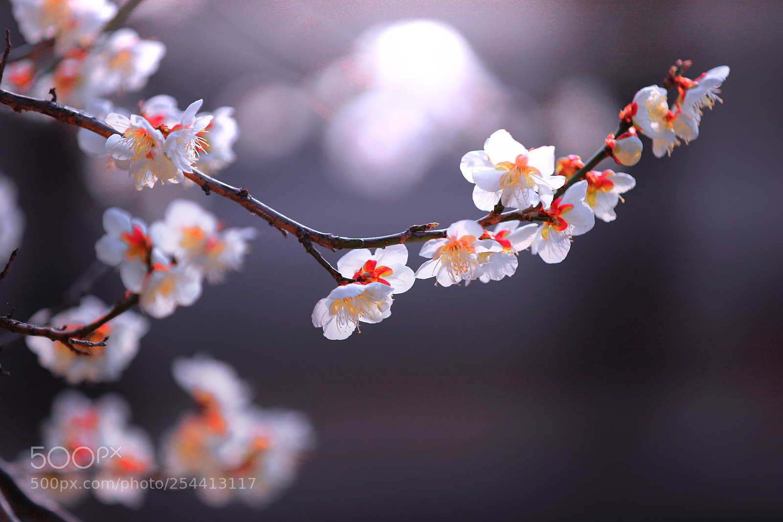 Canon EOS 6D Mark II sample photo. April lit photography