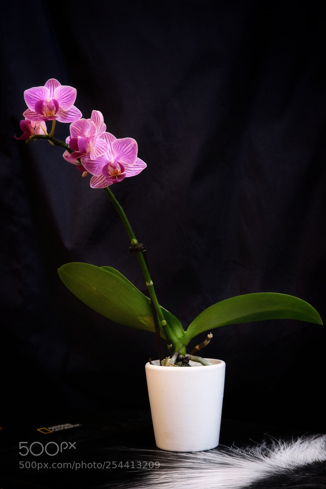 Fujifilm X-T1 sample photo. Little phalaenopsis photography