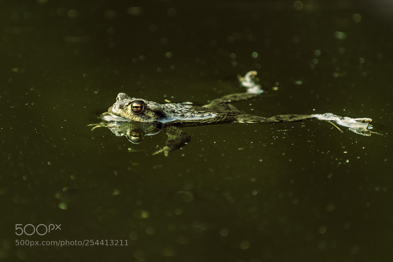 Nikon D7500 sample photo. Frog photography
