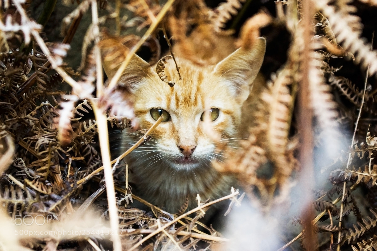 Pentax K-r sample photo. Golden cat photography