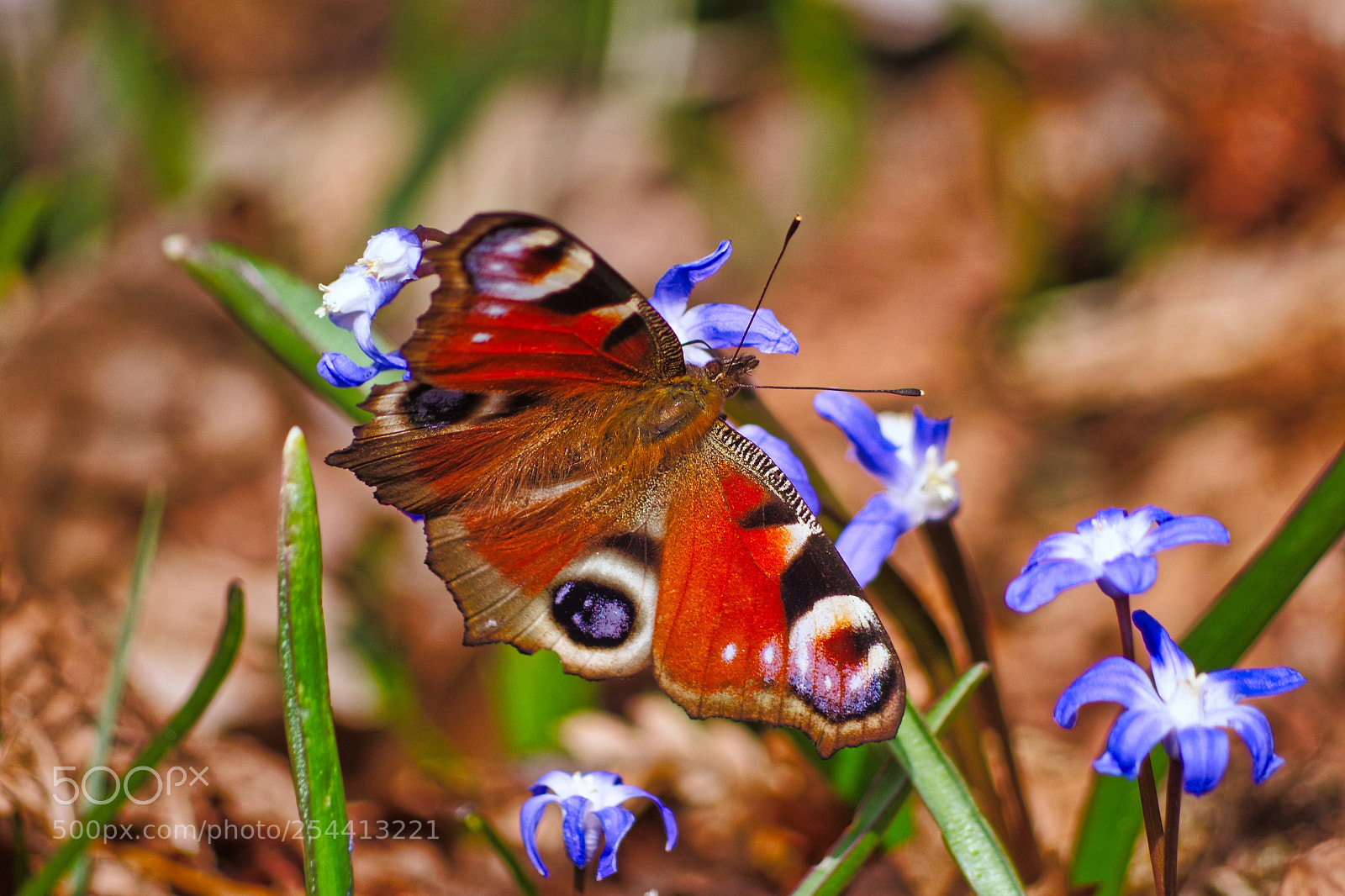 Pentax K-1 sample photo. Butterfly photography