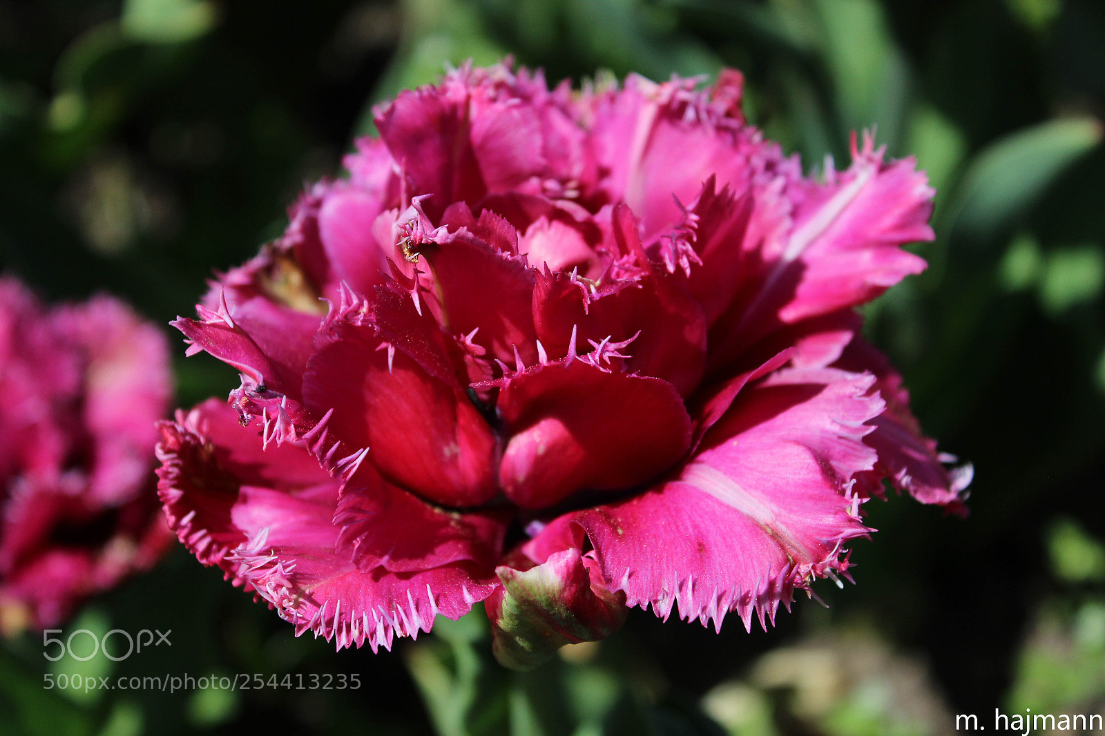 Canon EOS 600D (Rebel EOS T3i / EOS Kiss X5) sample photo. Tulipes photography