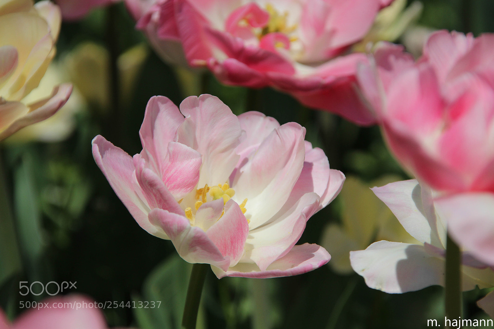 Canon EOS 600D (Rebel EOS T3i / EOS Kiss X5) sample photo. Tulipes photography