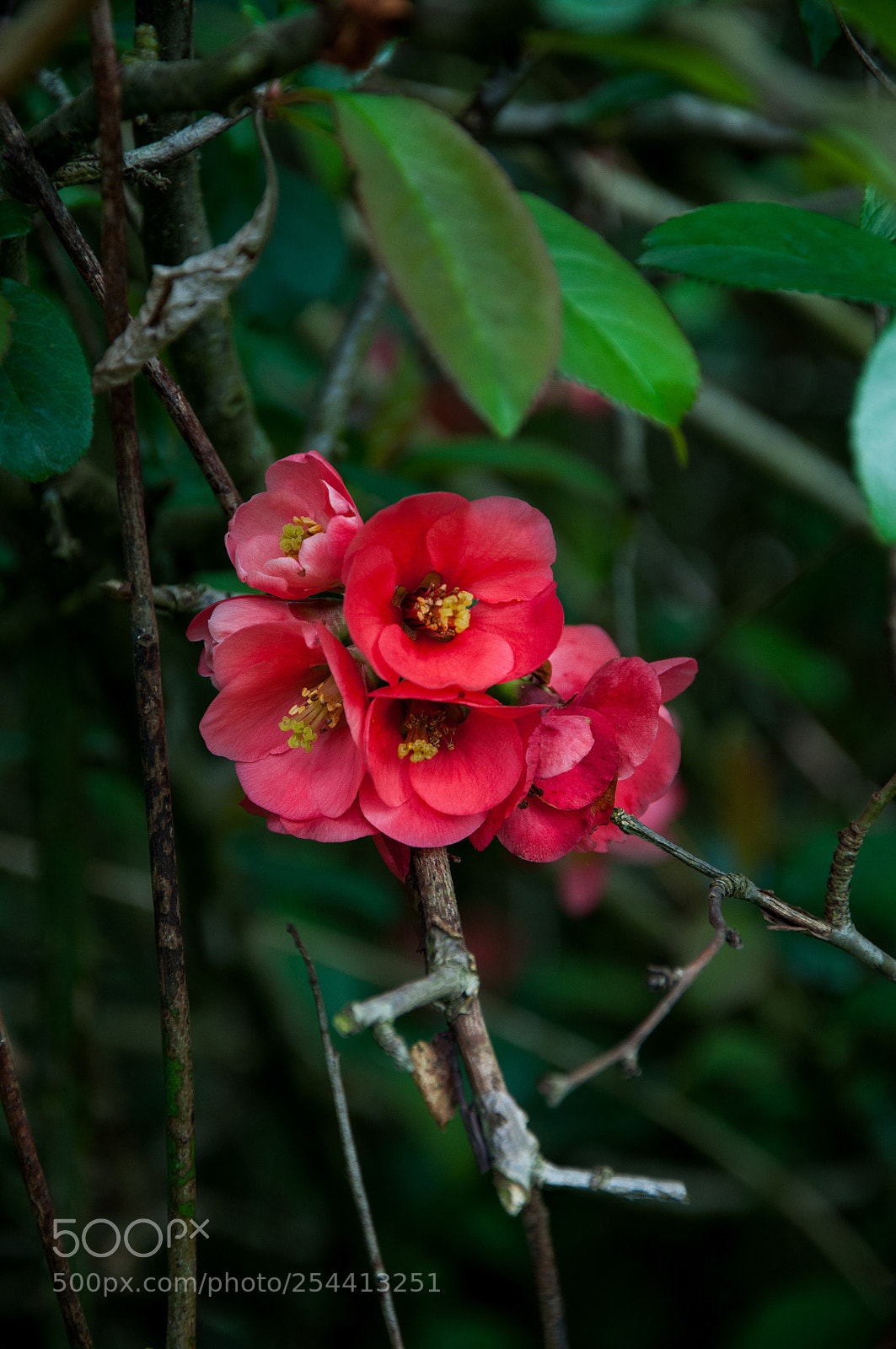 Nikon D90 sample photo. Spring photography