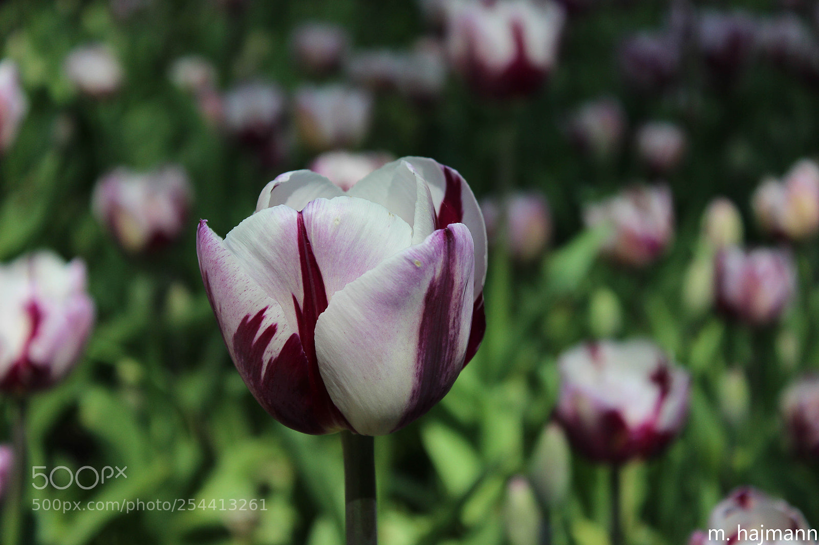Canon EOS 600D (Rebel EOS T3i / EOS Kiss X5) sample photo. Tulipes photography