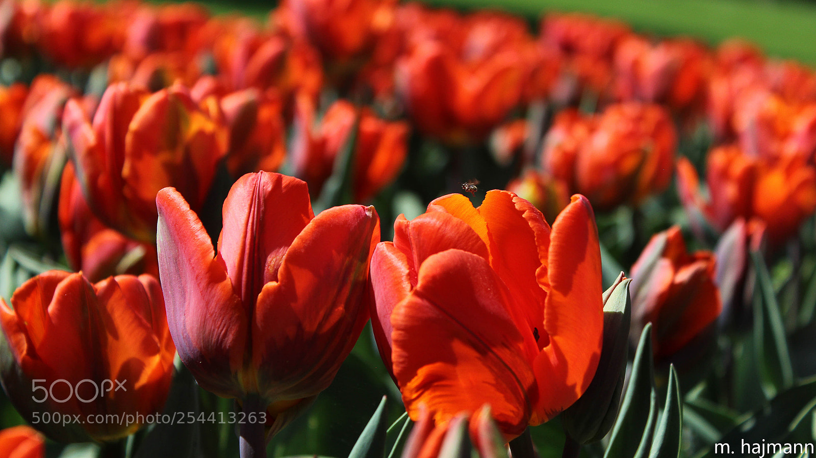 Canon EOS 600D (Rebel EOS T3i / EOS Kiss X5) sample photo. Tulipes photography