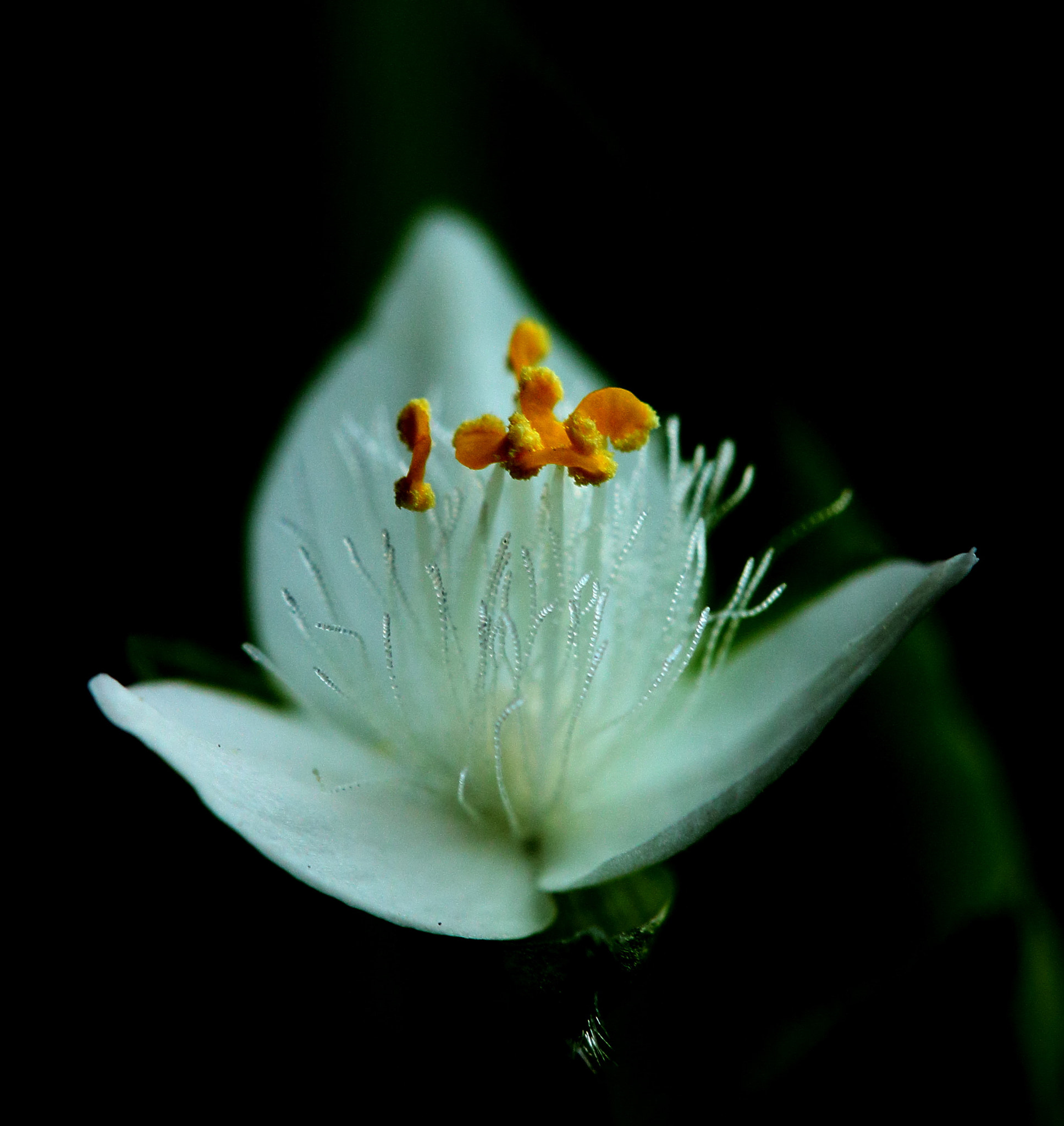 Canon EOS 100D (EOS Rebel SL1 / EOS Kiss X7) sample photo. Bridal veil photography