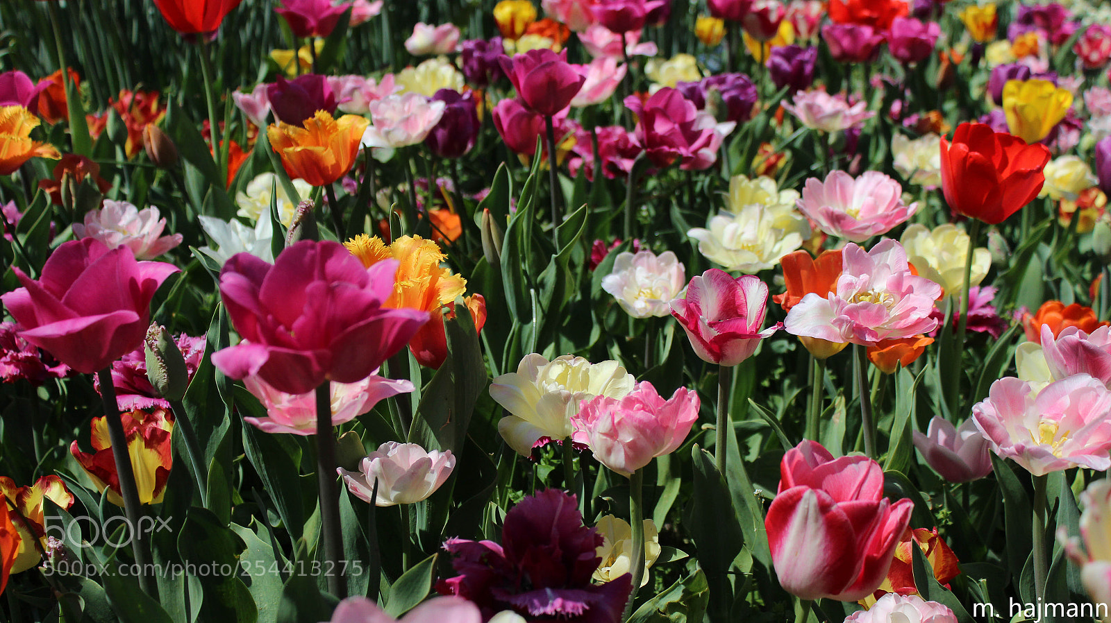 Canon EOS 600D (Rebel EOS T3i / EOS Kiss X5) sample photo. Flowers photography