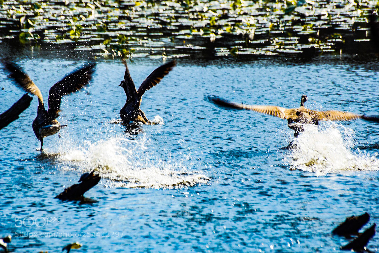Sony a6000 sample photo. Flyers photography