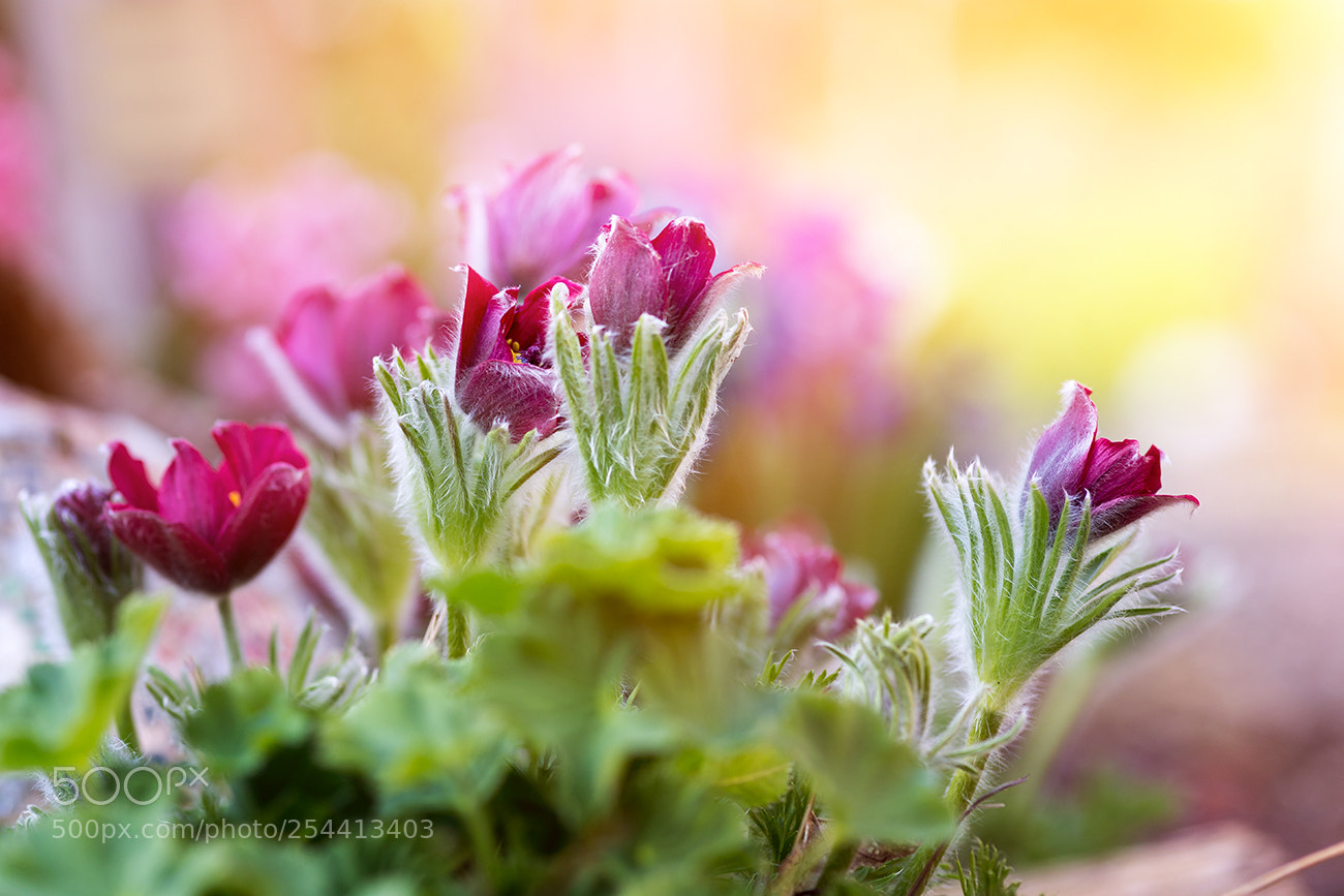 Canon EOS 6D Mark II sample photo. Colors photography