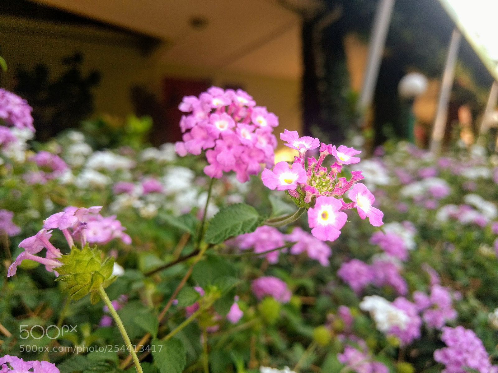 Motorola Moto G (4) sample photo. Cheer like flower photography