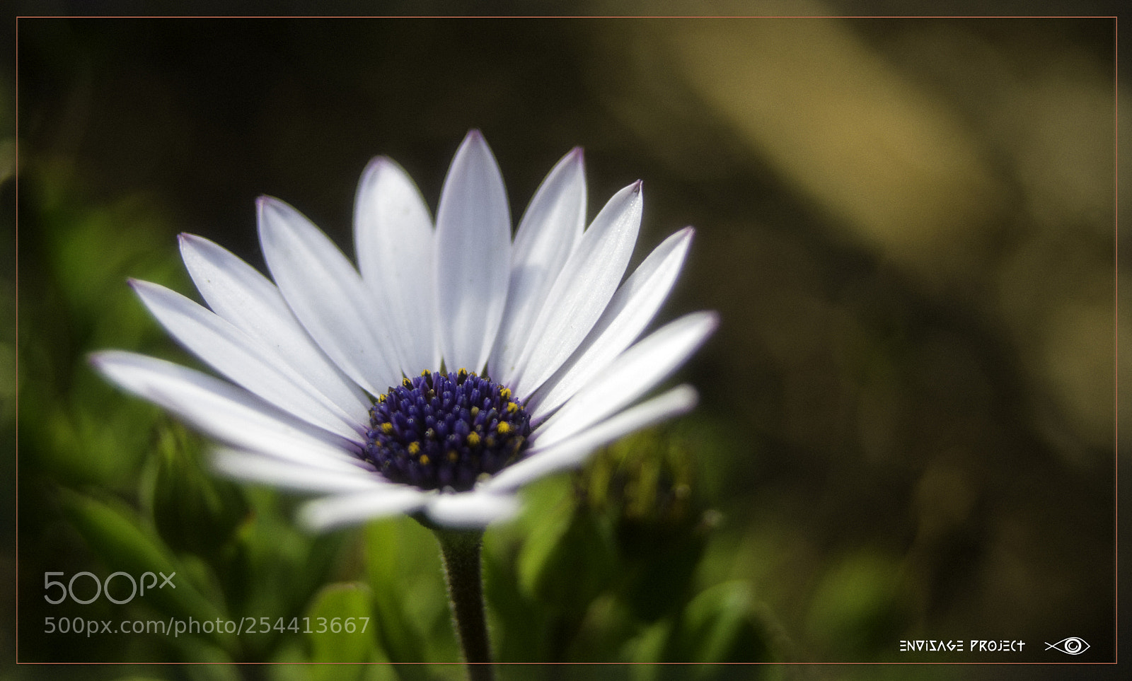 Sony a7R sample photo. Daisy photography