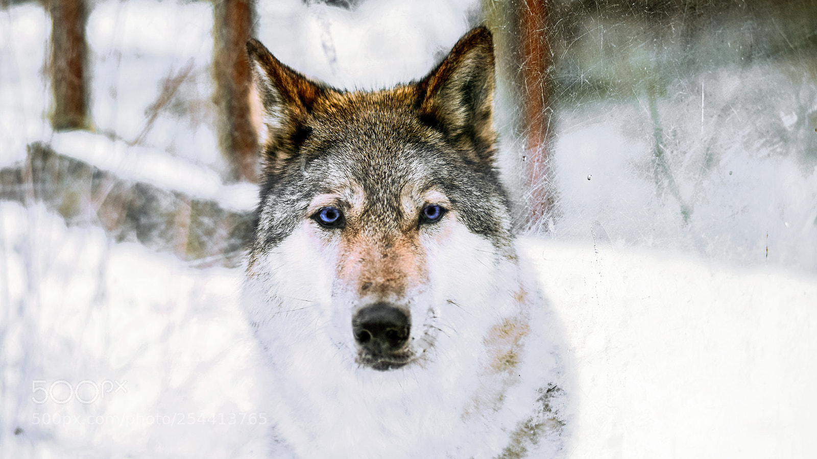 Nikon D3300 sample photo. Wolf photography