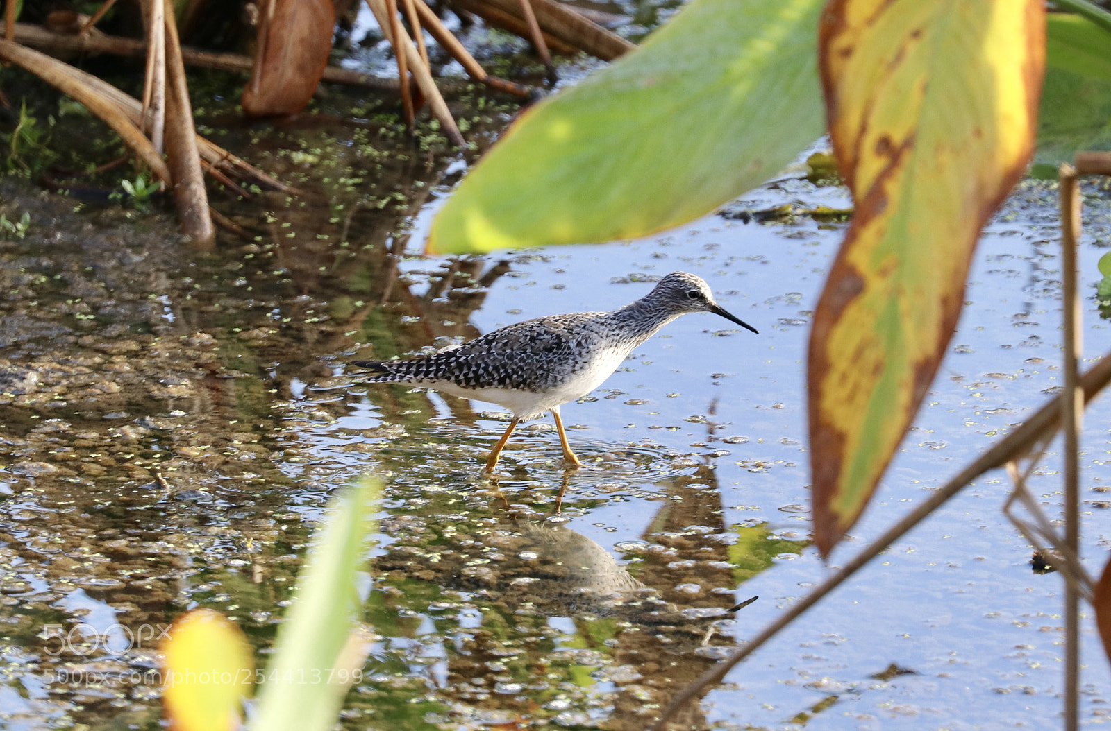 Canon EOS 80D sample photo. Greater yellow legs photography
