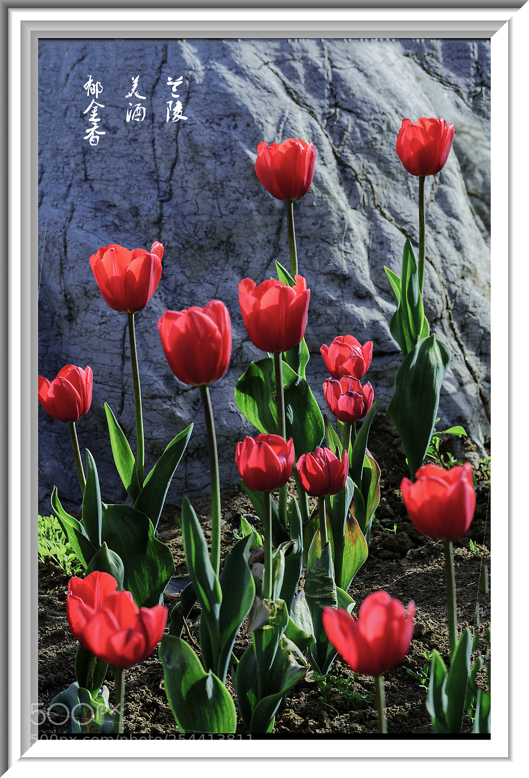 Nikon D810 sample photo. Tulips. photography