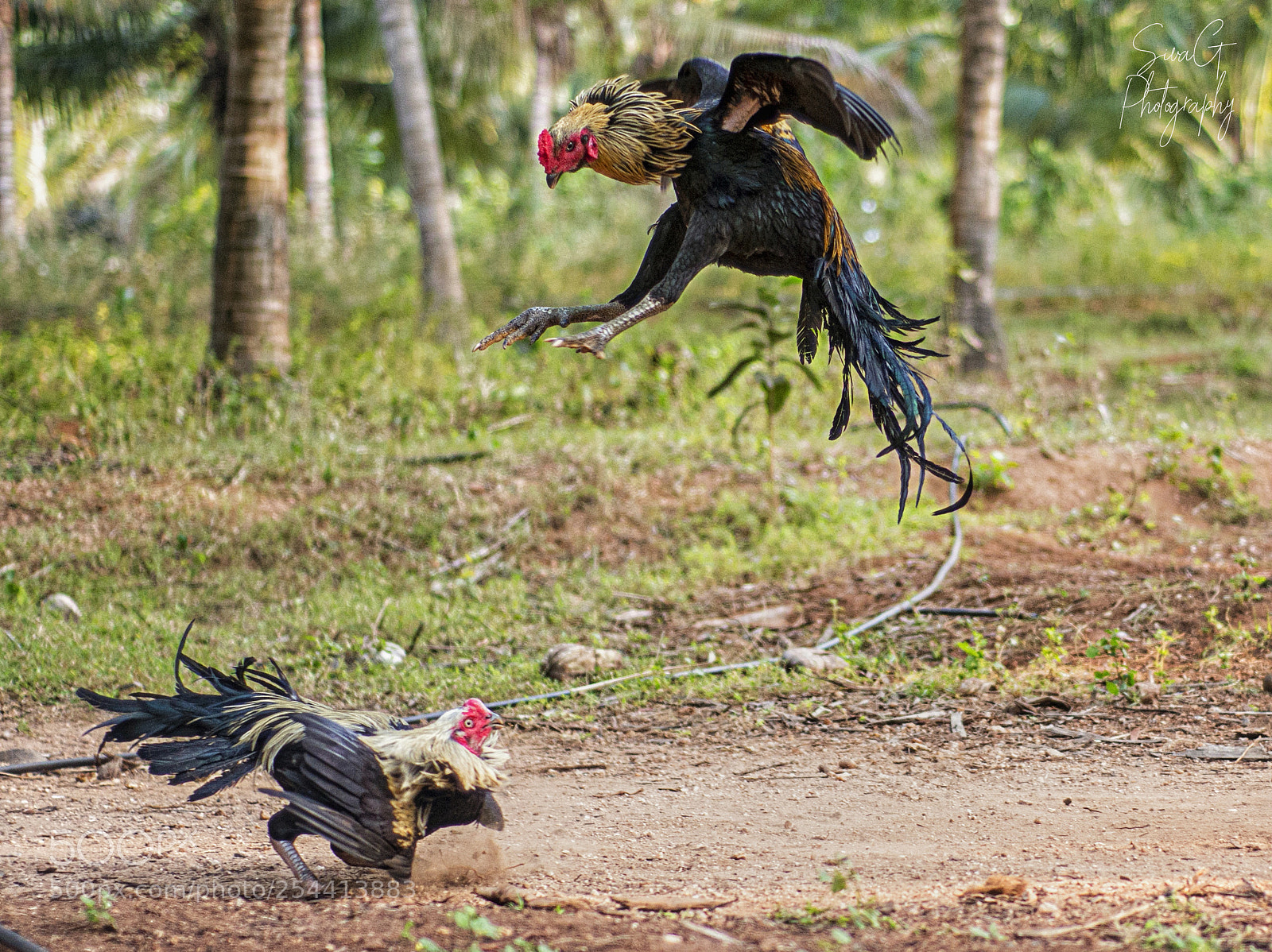 Nikon D800E sample photo. Fighting cocks photography