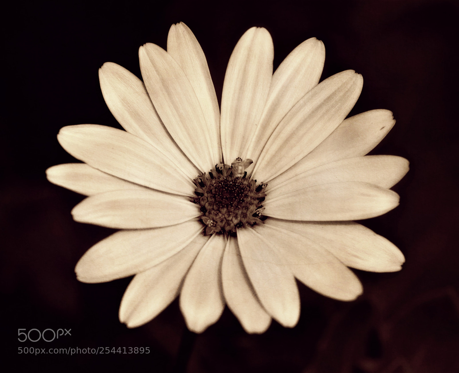 Nikon D5200 sample photo. Antique flower photography
