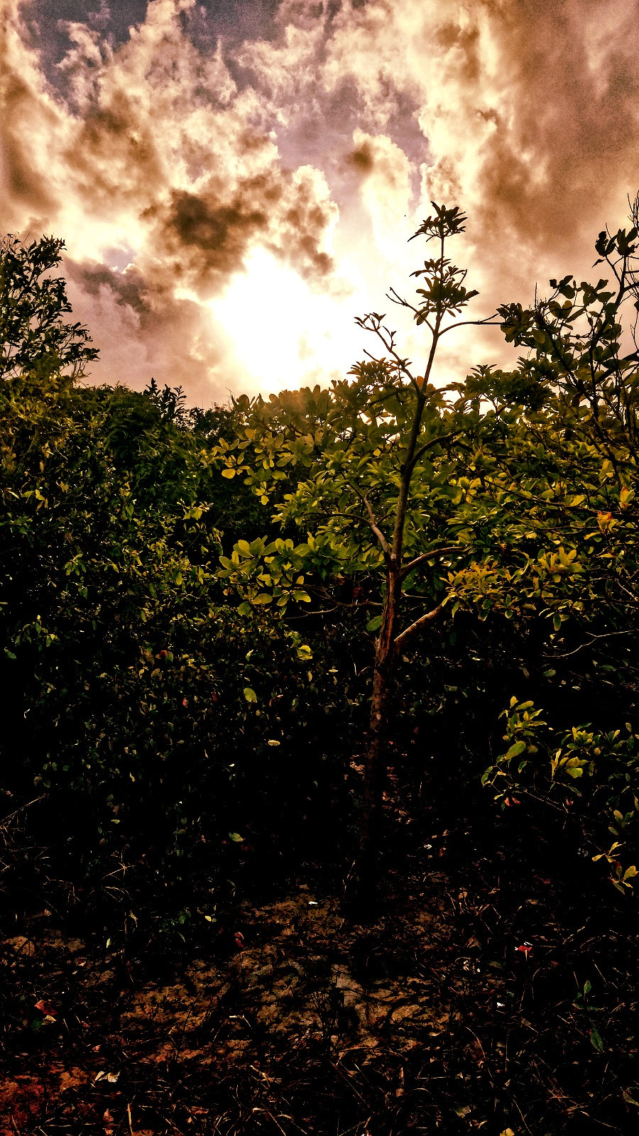 LG H818P sample photo. Nature photography