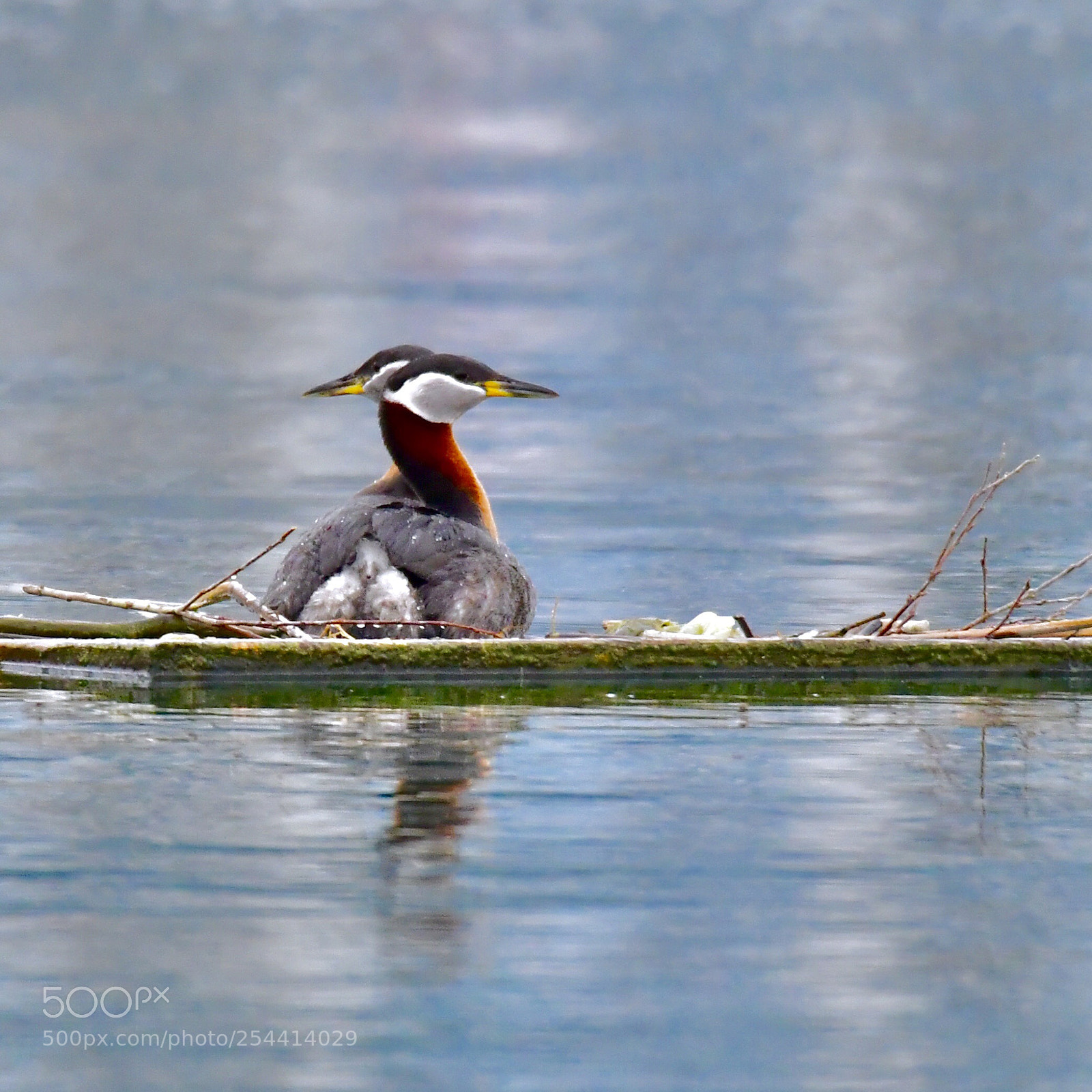Nikon D5 sample photo. 春天正是雙雙對對季節的鸊鷉伴侶-(red-necked grebe俗稱油鴨) photography