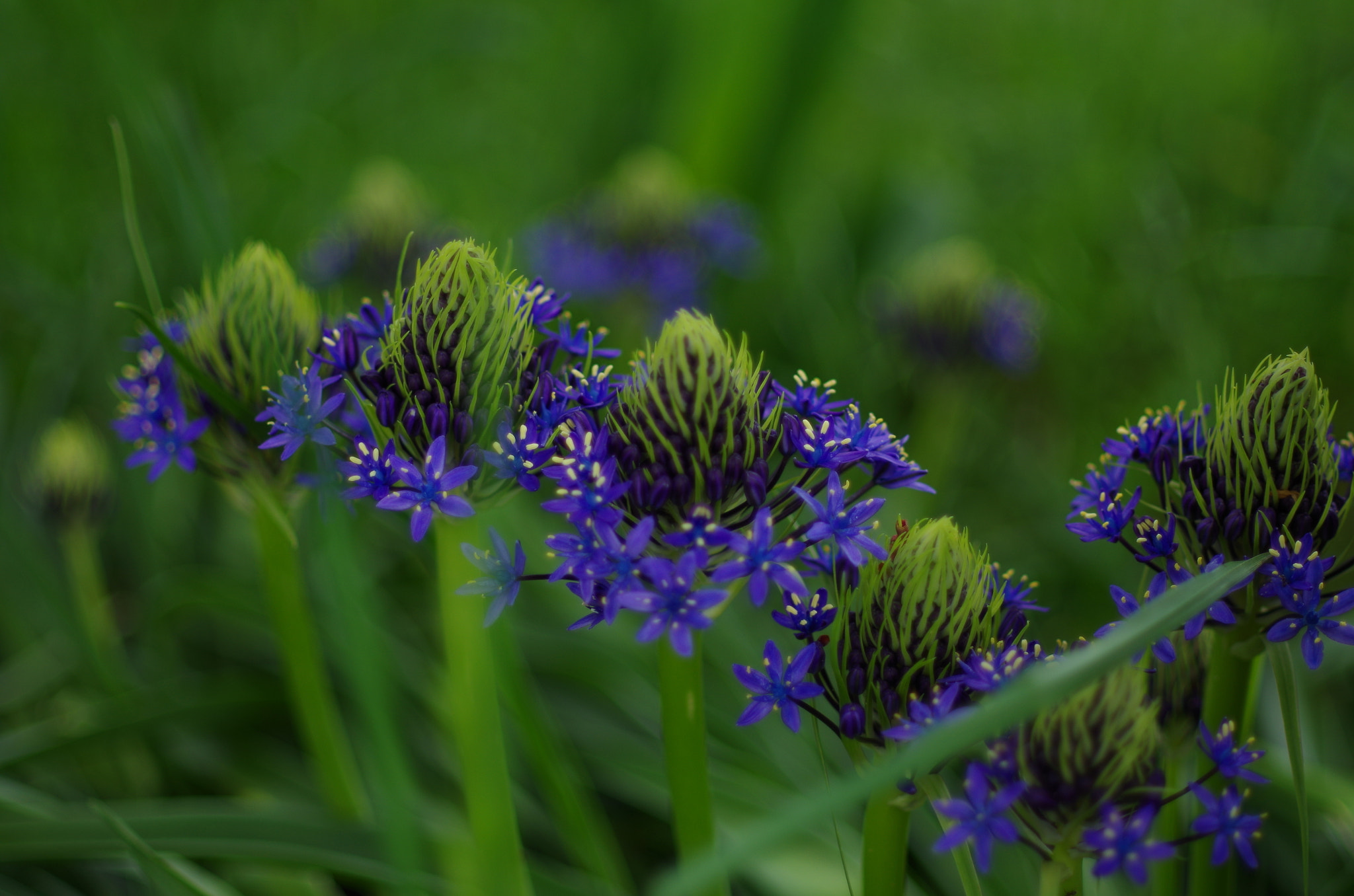 Pentax K-30 sample photo. Friendship, slowly. photography