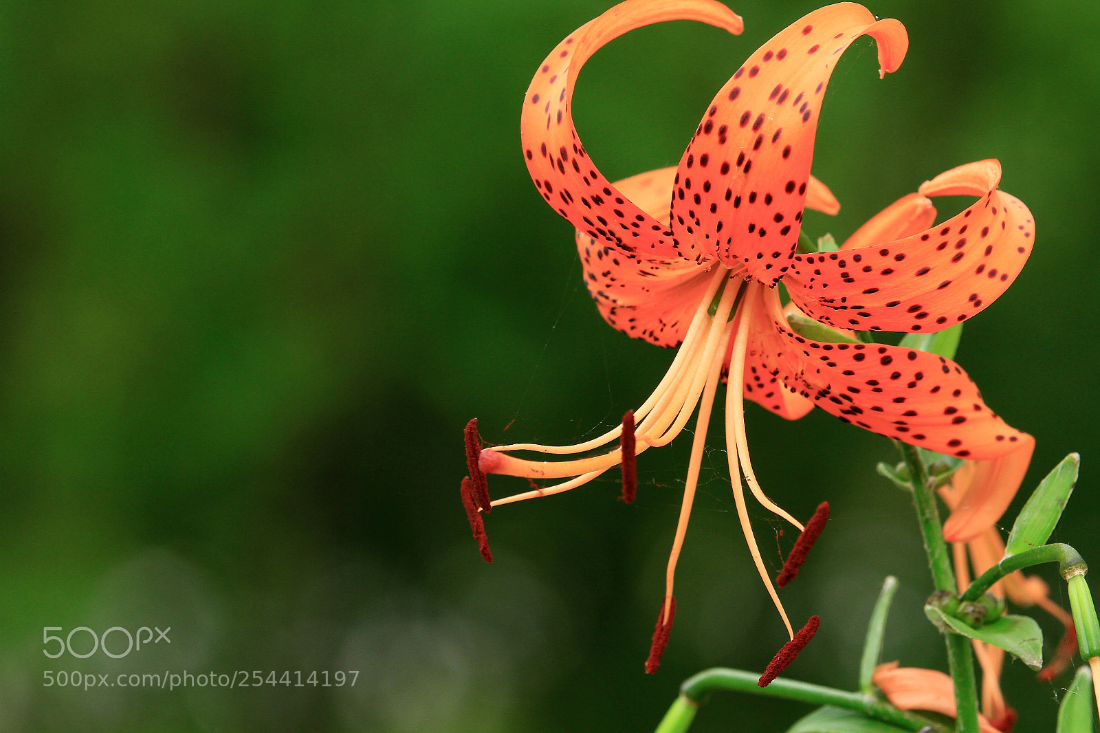 Canon EOS 7D sample photo. Untitled photography
