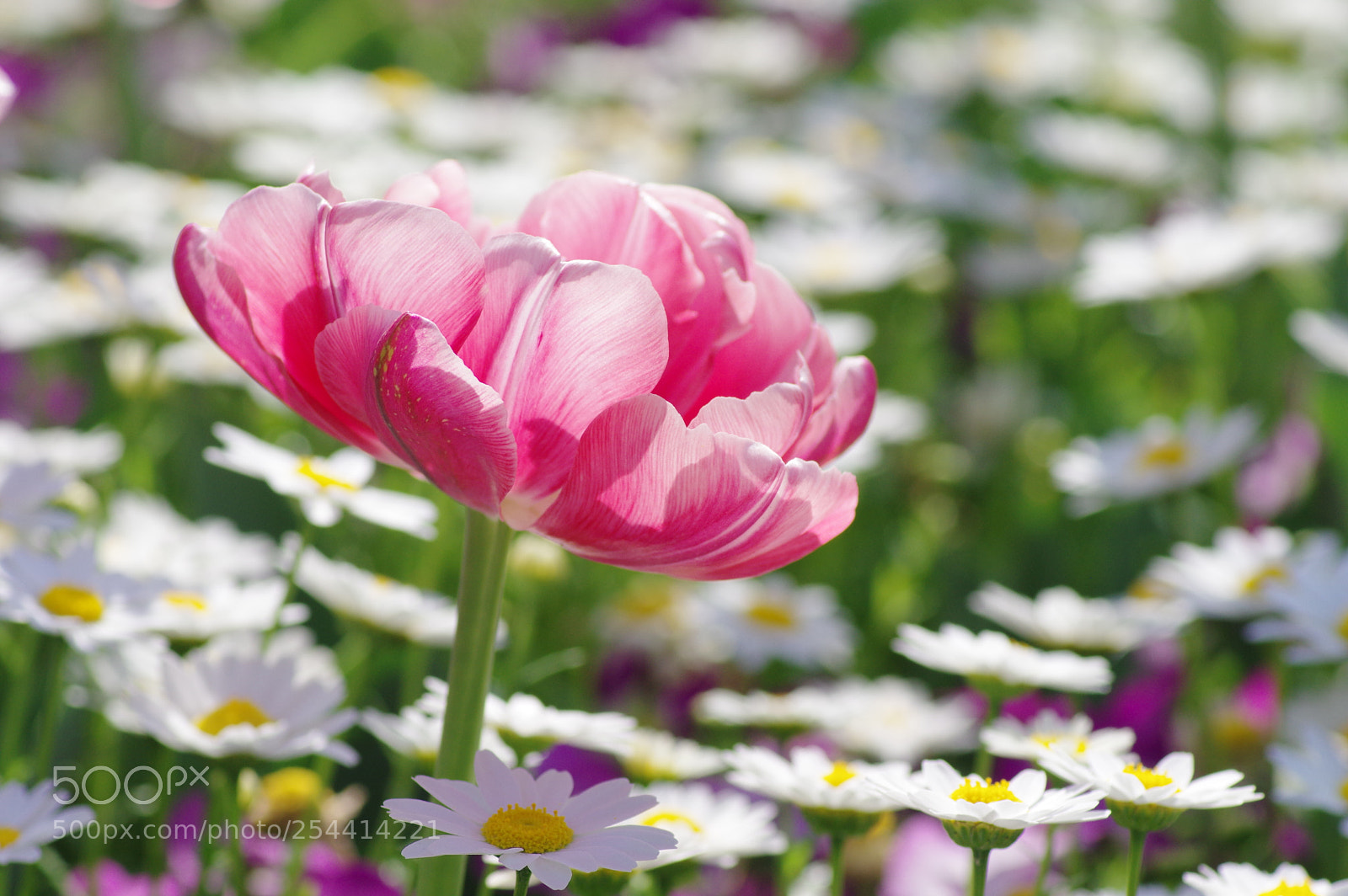 Pentax K-3 sample photo. “pretend to forget....” photography