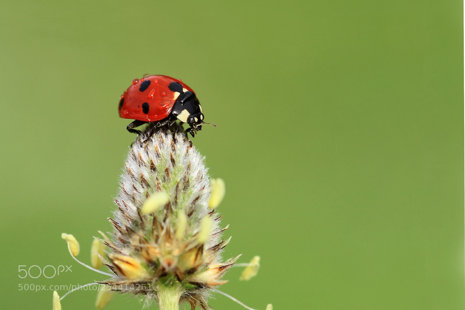 Canon EOS 7D sample photo. Ladybug photography