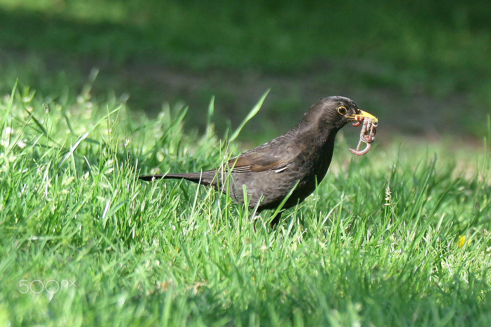Canon EF-M 55-200mm F4.5-6.3 IS STM sample photo. Blackbird as a hunter photography