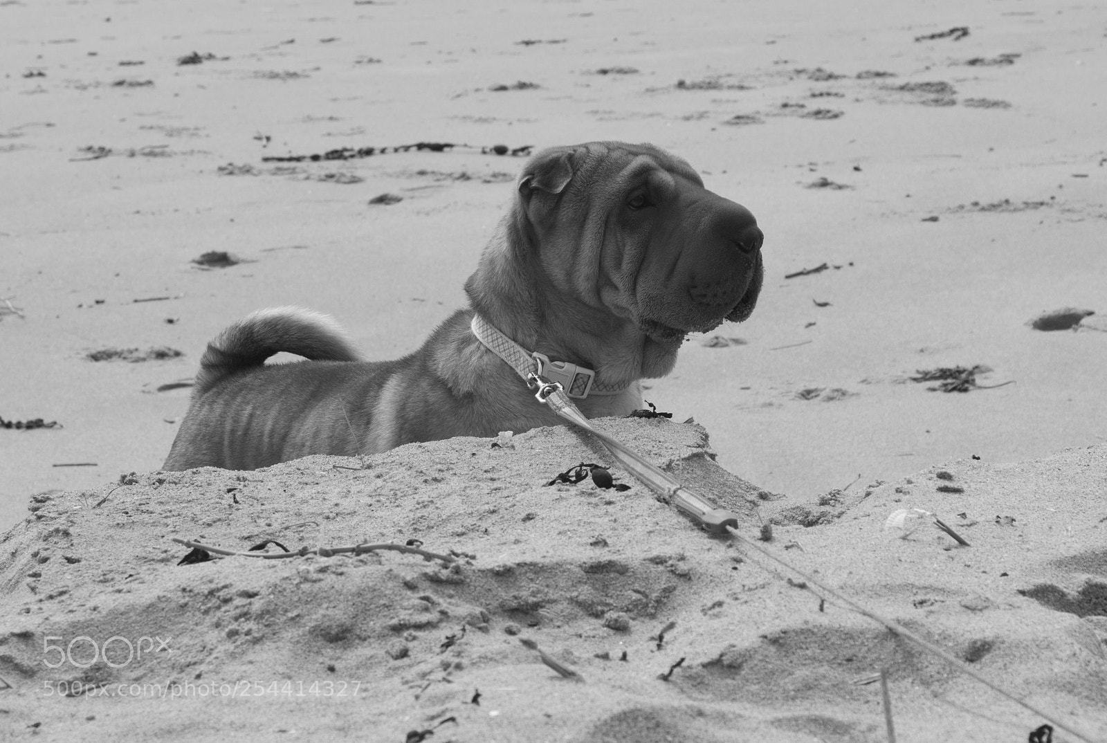 Sony SLT-A58 sample photo. Daisy photography