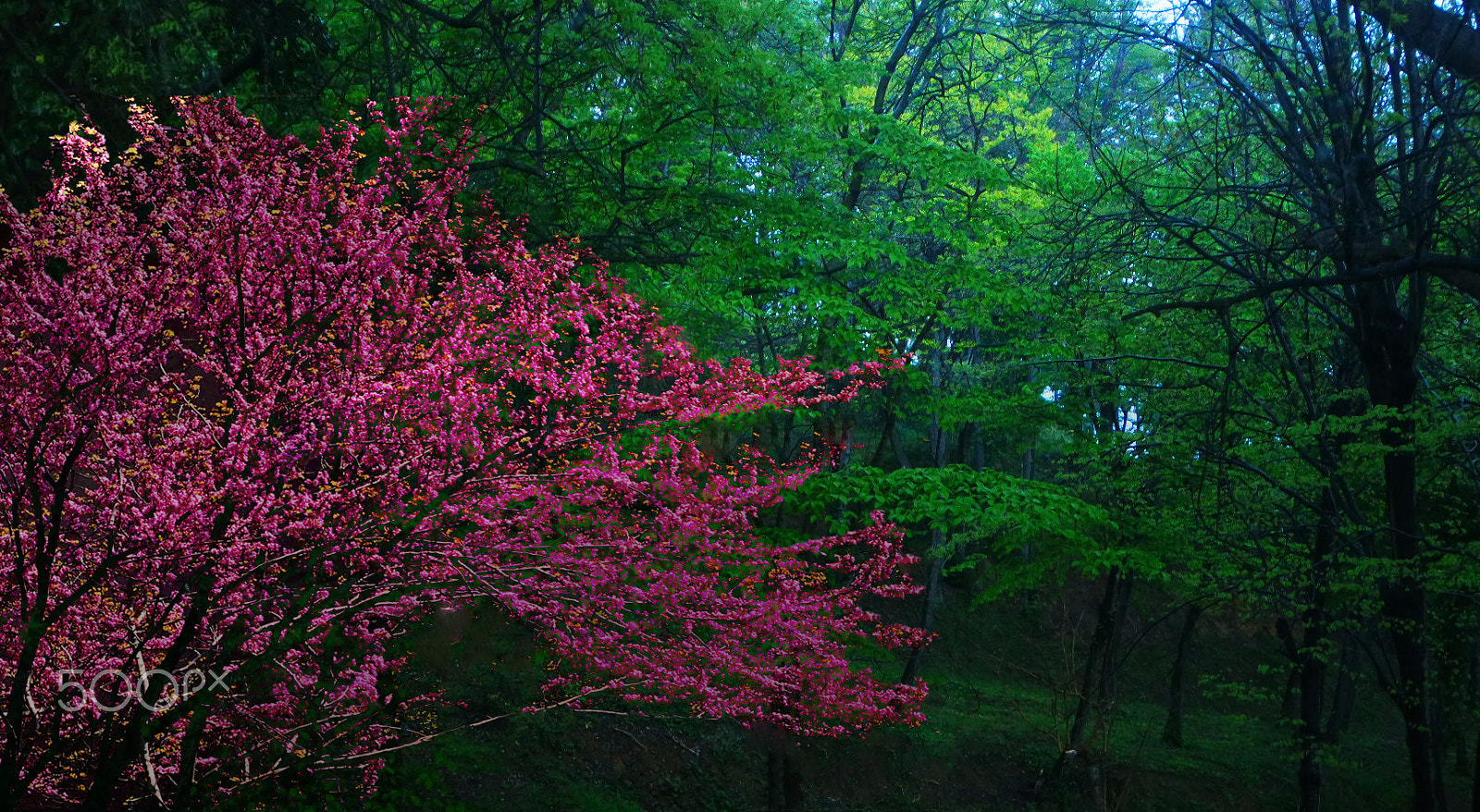 Samsung NX mini sample photo. Colors of spring photography