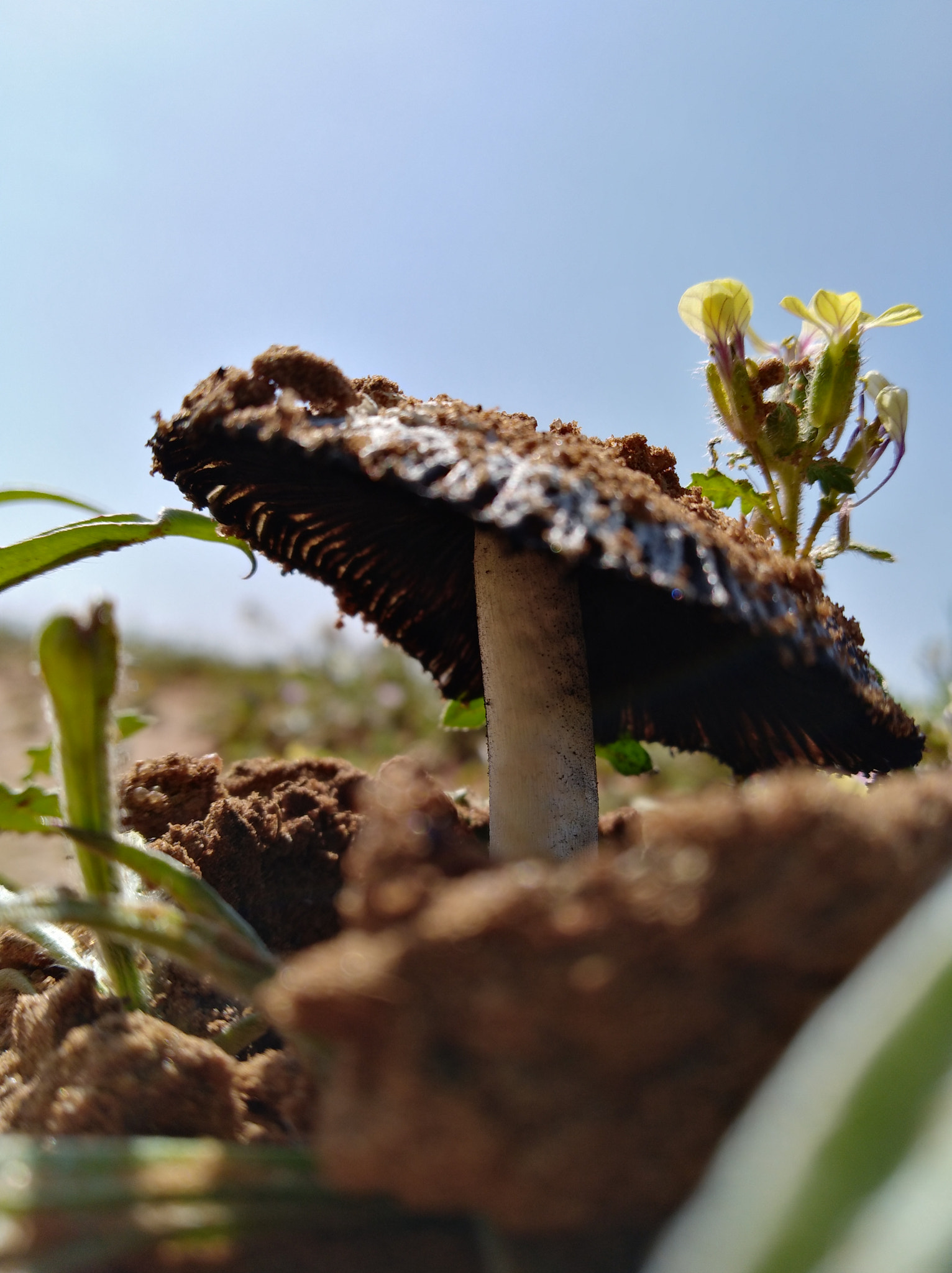 HUAWEI Y7 sample photo. Deadly fungus photography