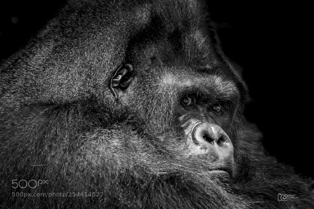 Canon EOS 7D sample photo. Gorilla photography