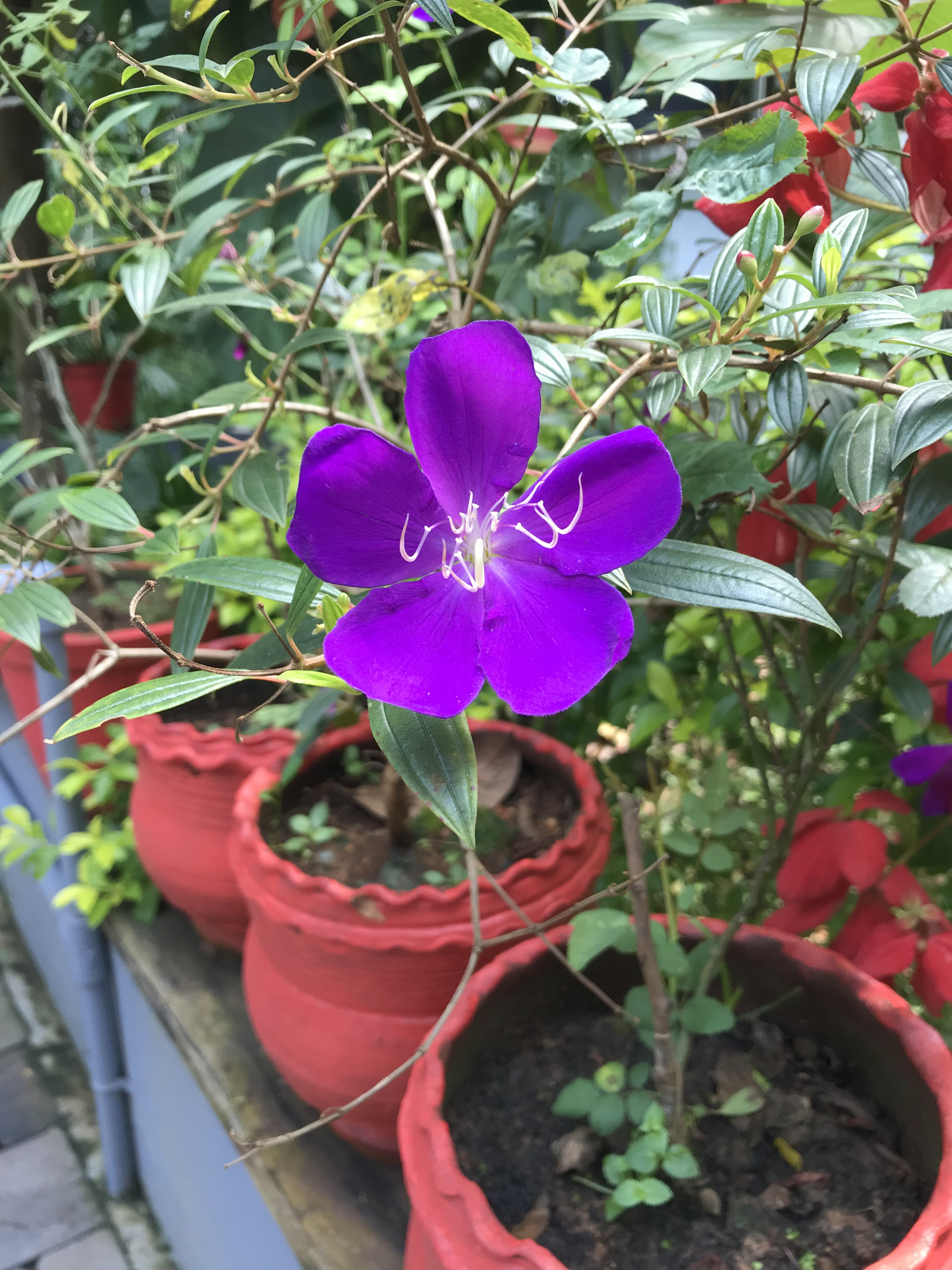 Apple iPad Pro (10.5-inch) sample photo. “garden is incomplete without me” photography