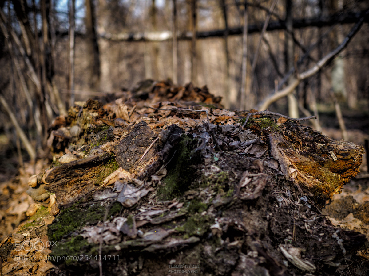 Olympus OM-D E-M1 sample photo. Stump photography